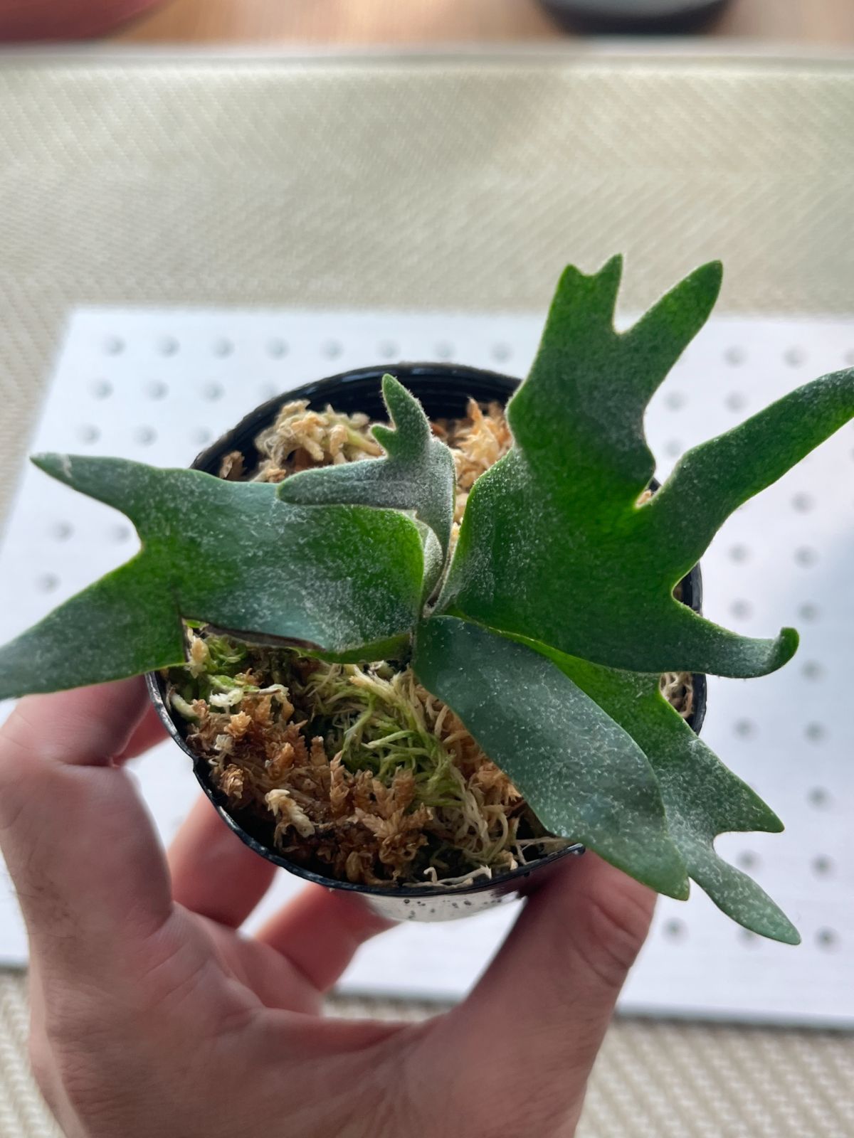 台湾産】P．willinckii 'Bacteria' spore