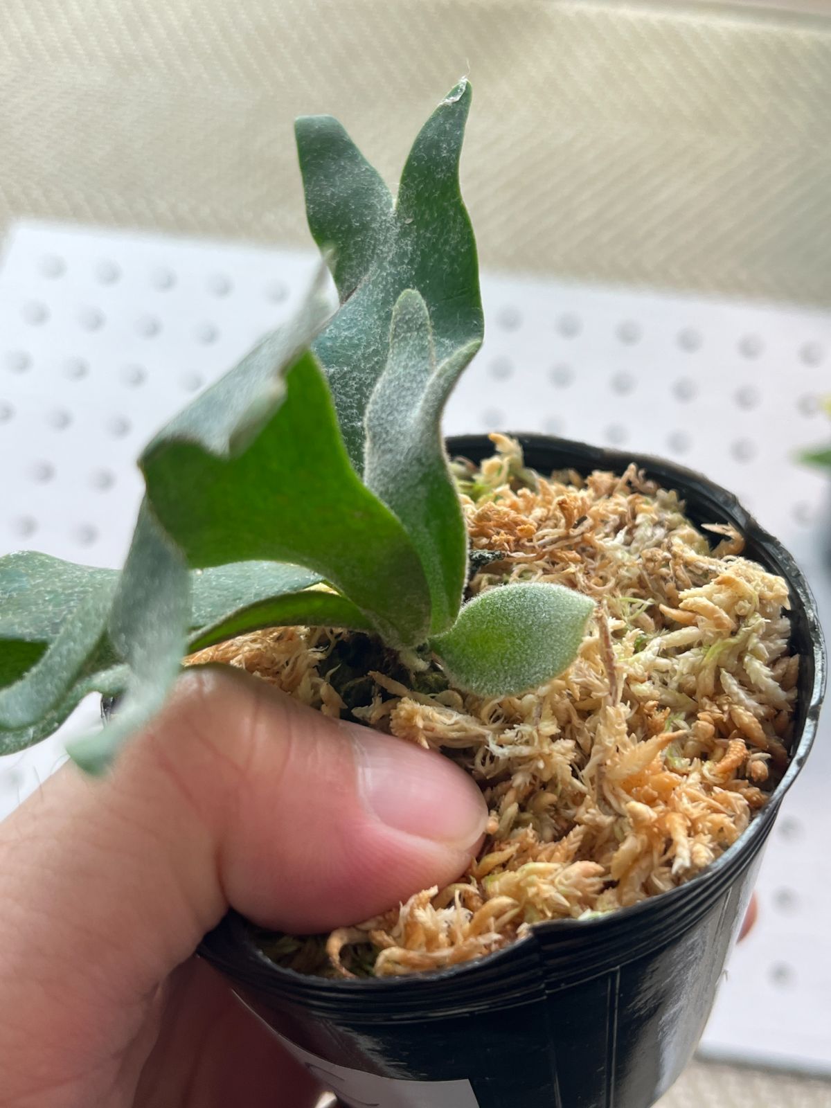 台湾産】P．willinckii 'Bacteria' spore