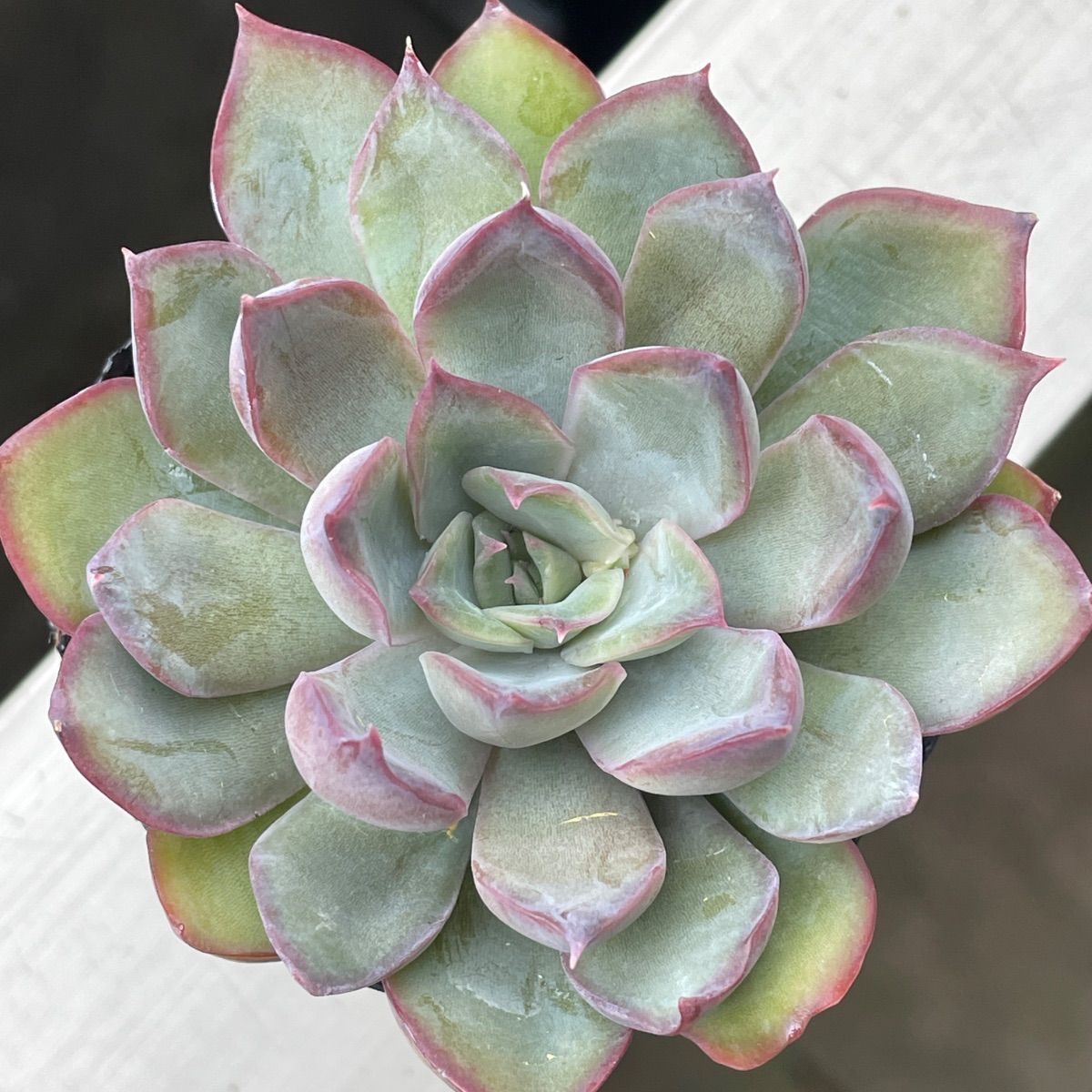 多肉植物☆ダークアイス☆抜き苗(根付き) - メルカリ