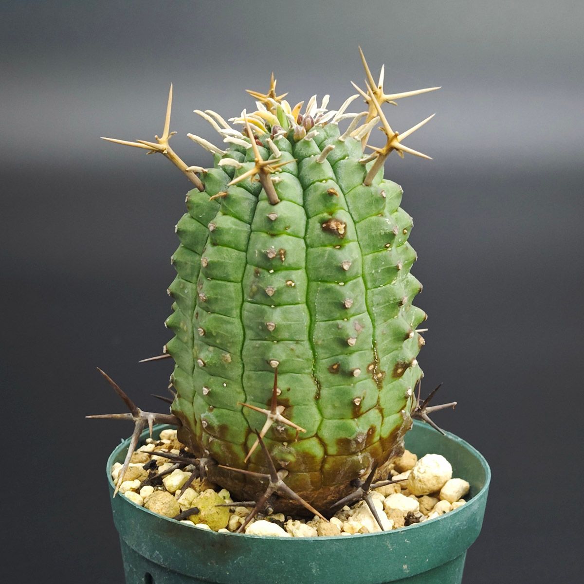 ユーフォルビア ステリスピナ / 群星冠 2号（6cm鉢） *0022 - メルカリ