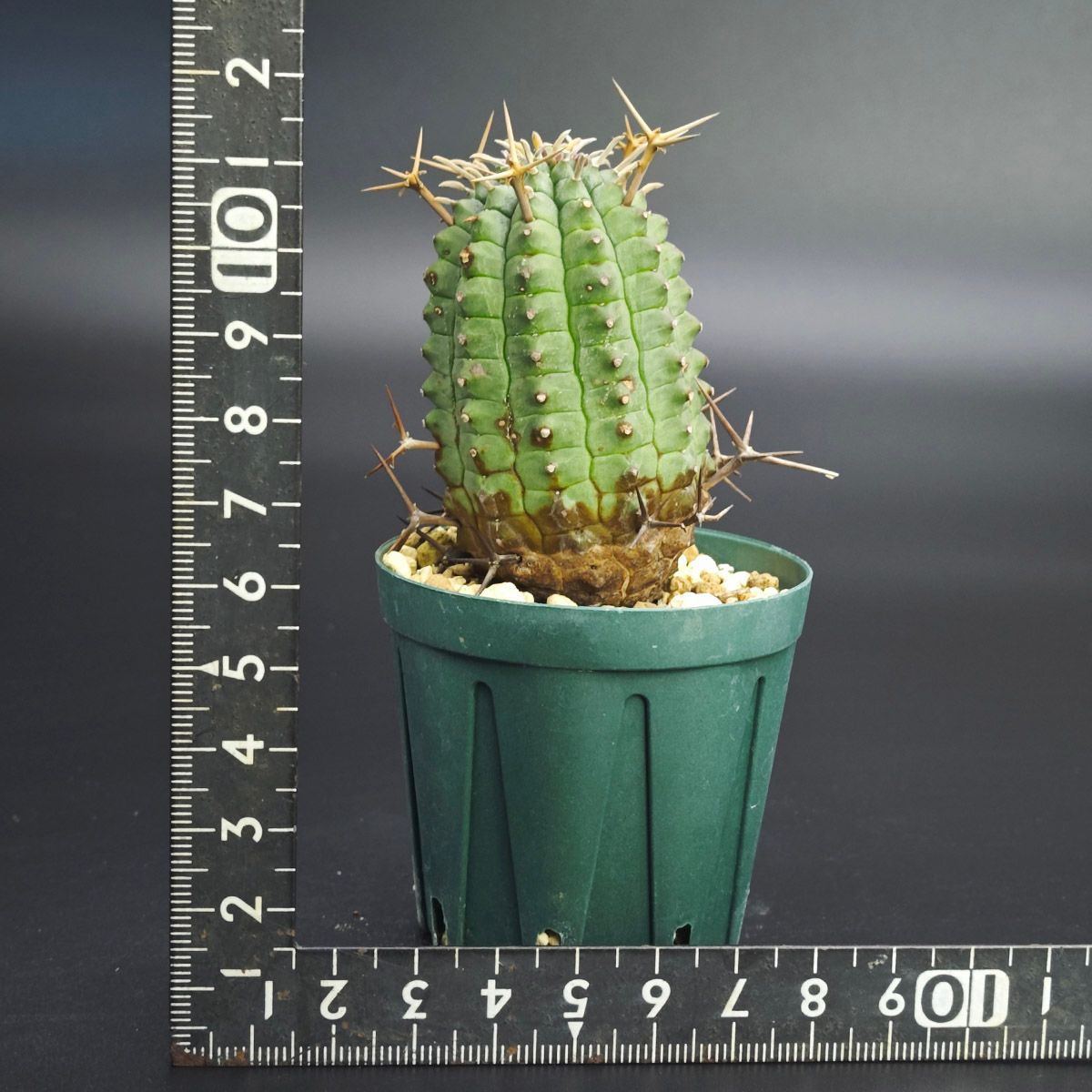 ユーフォルビア ステリスピナ / 群星冠 2号（6cm鉢） *0022 - メルカリ