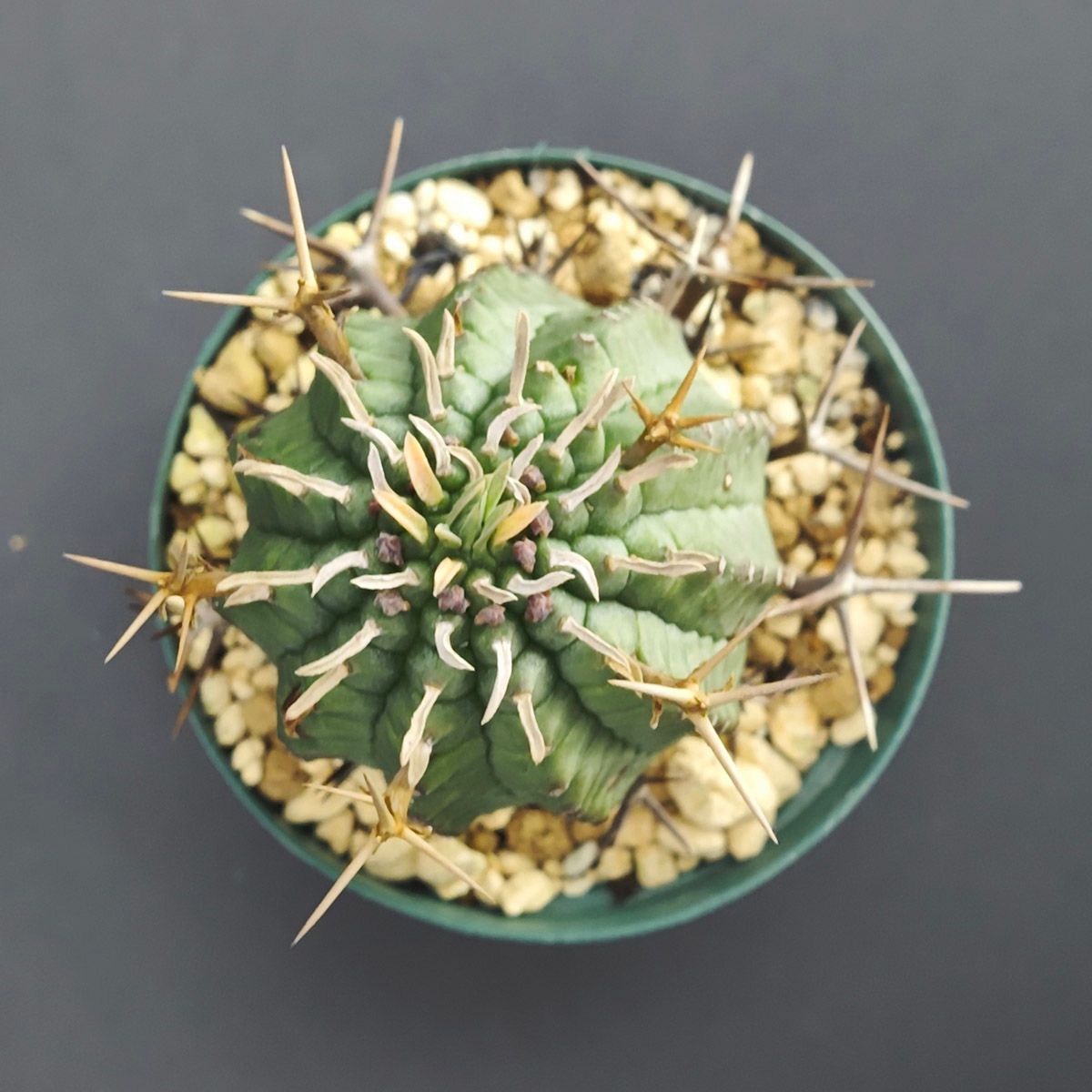 ユーフォルビア ステリスピナ / 群星冠 2号（6cm鉢） *0022 - メルカリ