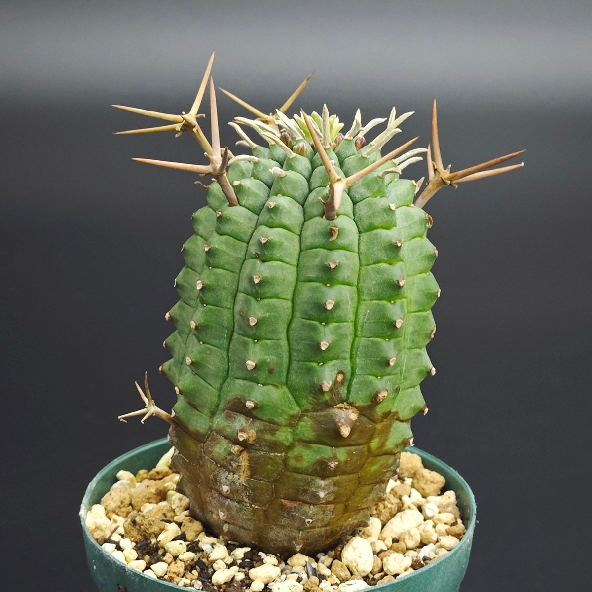 ユーフォルビア ステリスピナ / 群星冠 2号（6cm鉢） *0024 - メルカリ