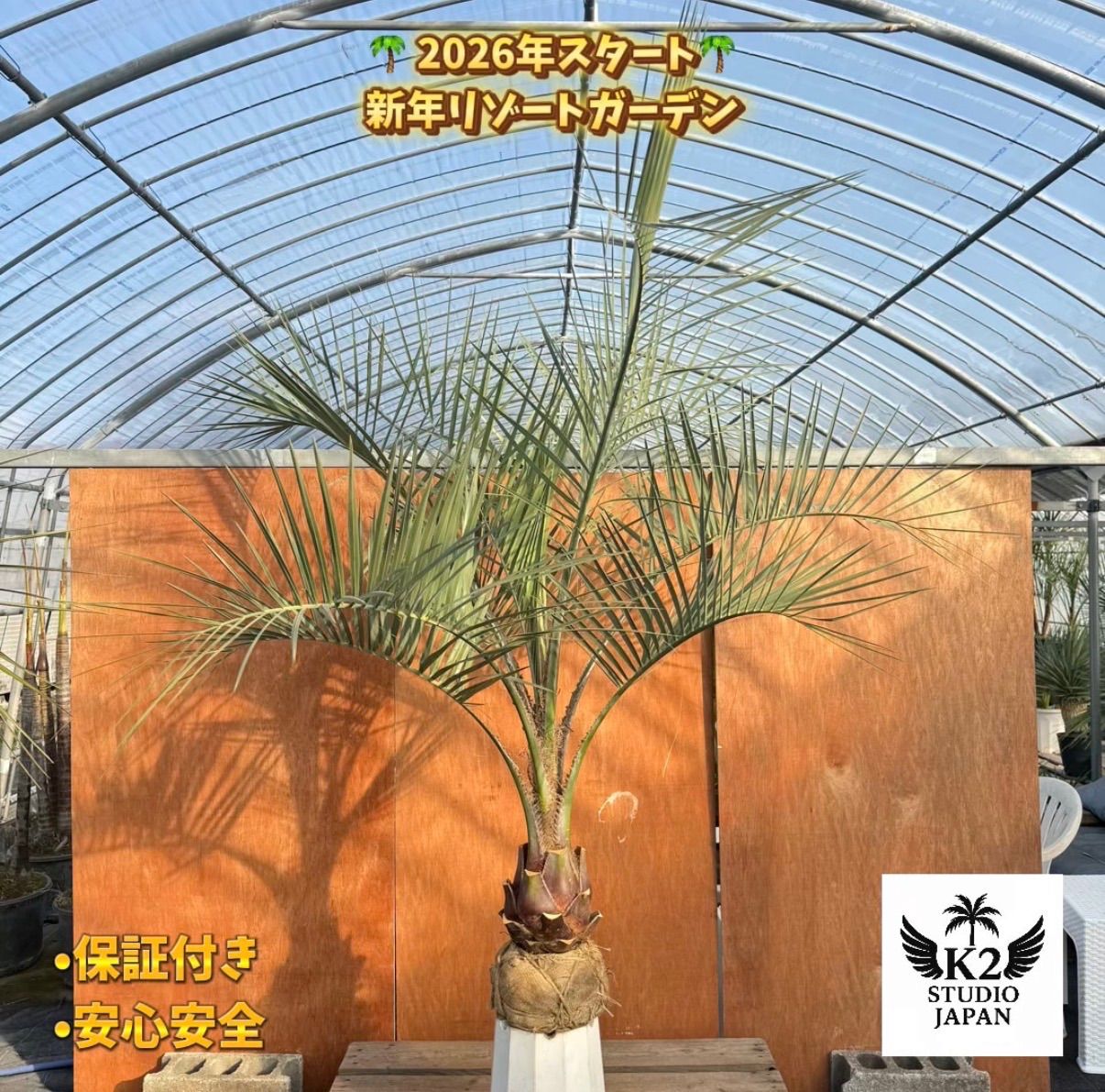 お庭がリゾートに🌴ココスヤシ【幹太60cm／葉先190cm】シルバーリーフ
