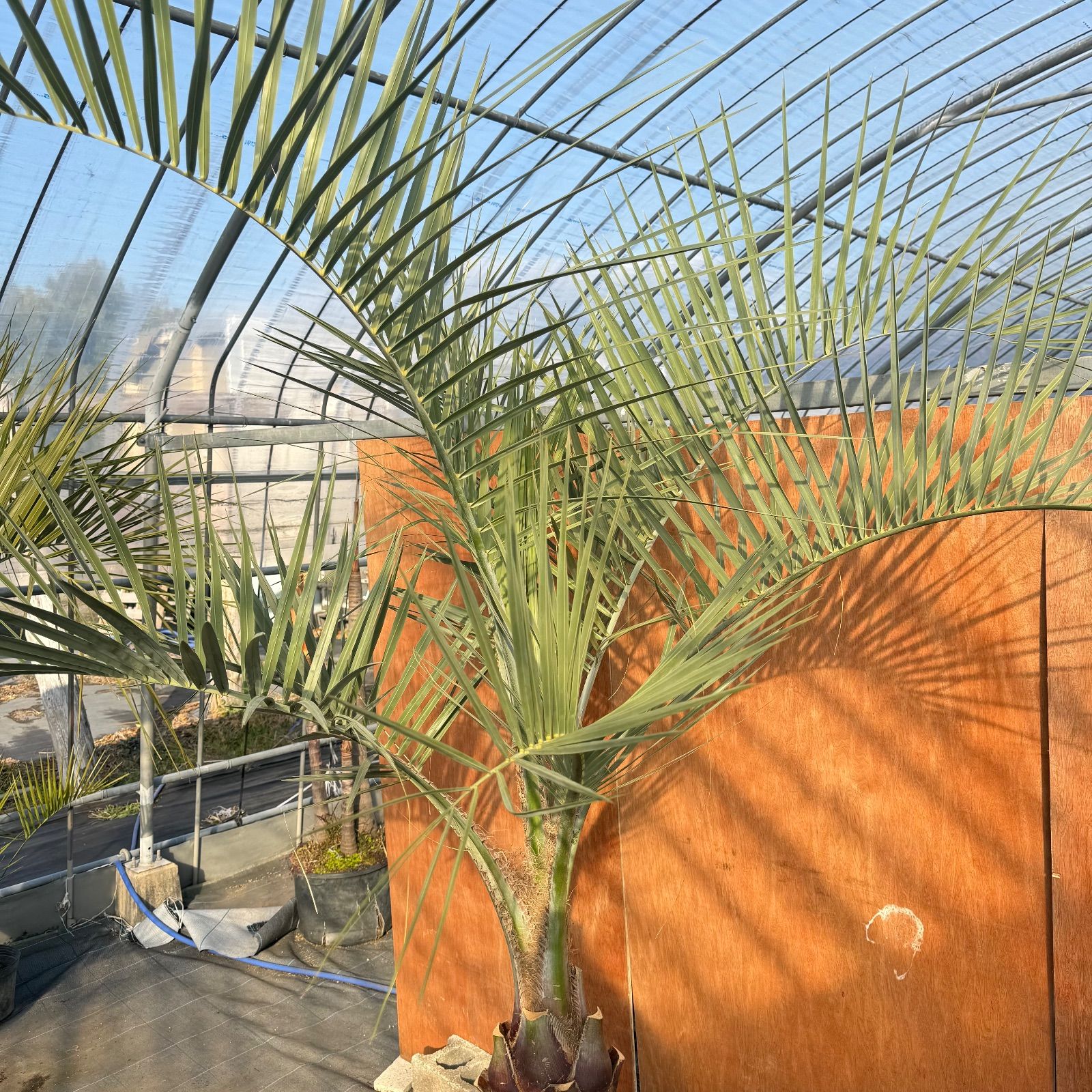 お庭がリゾートに🌴ココスヤシ【幹太60cm／葉先190cm】シルバーリーフ