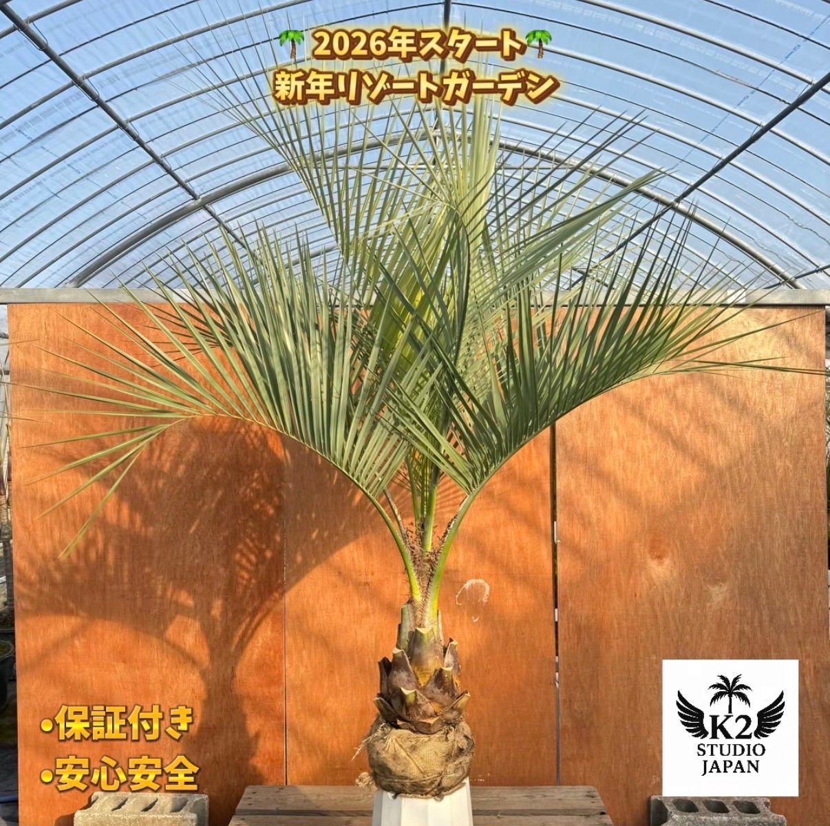 お庭がリゾートに?ココスヤシ【幹太70cm／葉先170cm】シルバーリーフ 