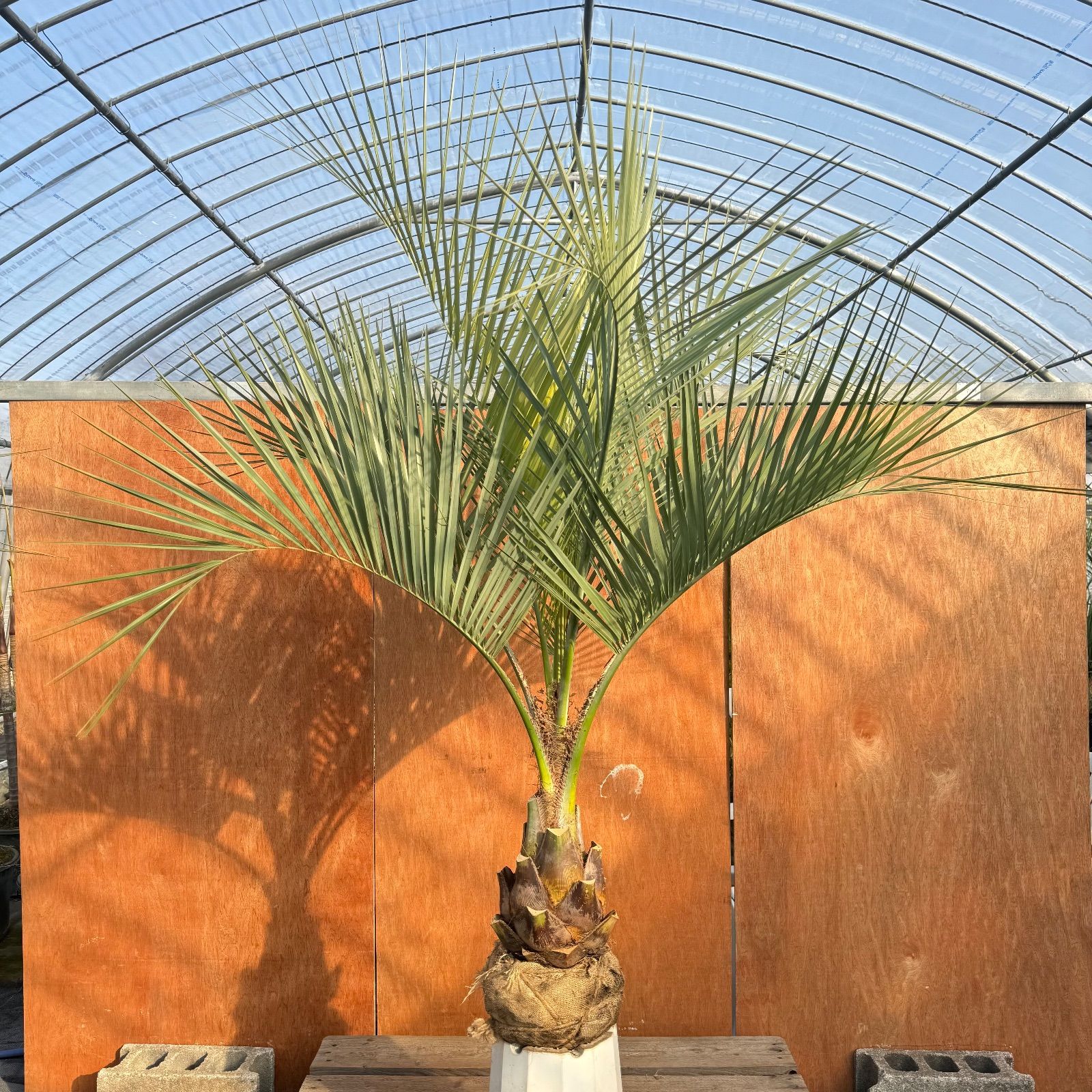 お庭がリゾートに🌴ココスヤシ【幹太70cm／葉先170cm】シルバーリーフ