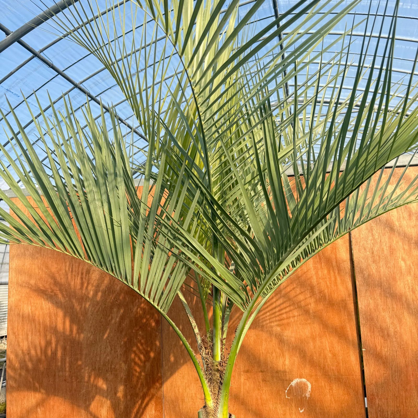 お庭がリゾートに🌴ココスヤシ【幹太70cm／葉先170cm】シルバーリーフ 