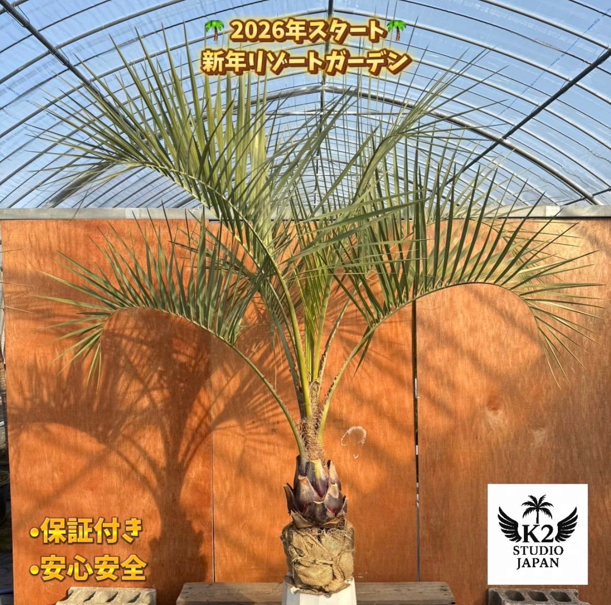 お庭がリゾートに🌴ココスヤシ【幹太60cm／葉先160cm】シルバーリーフ