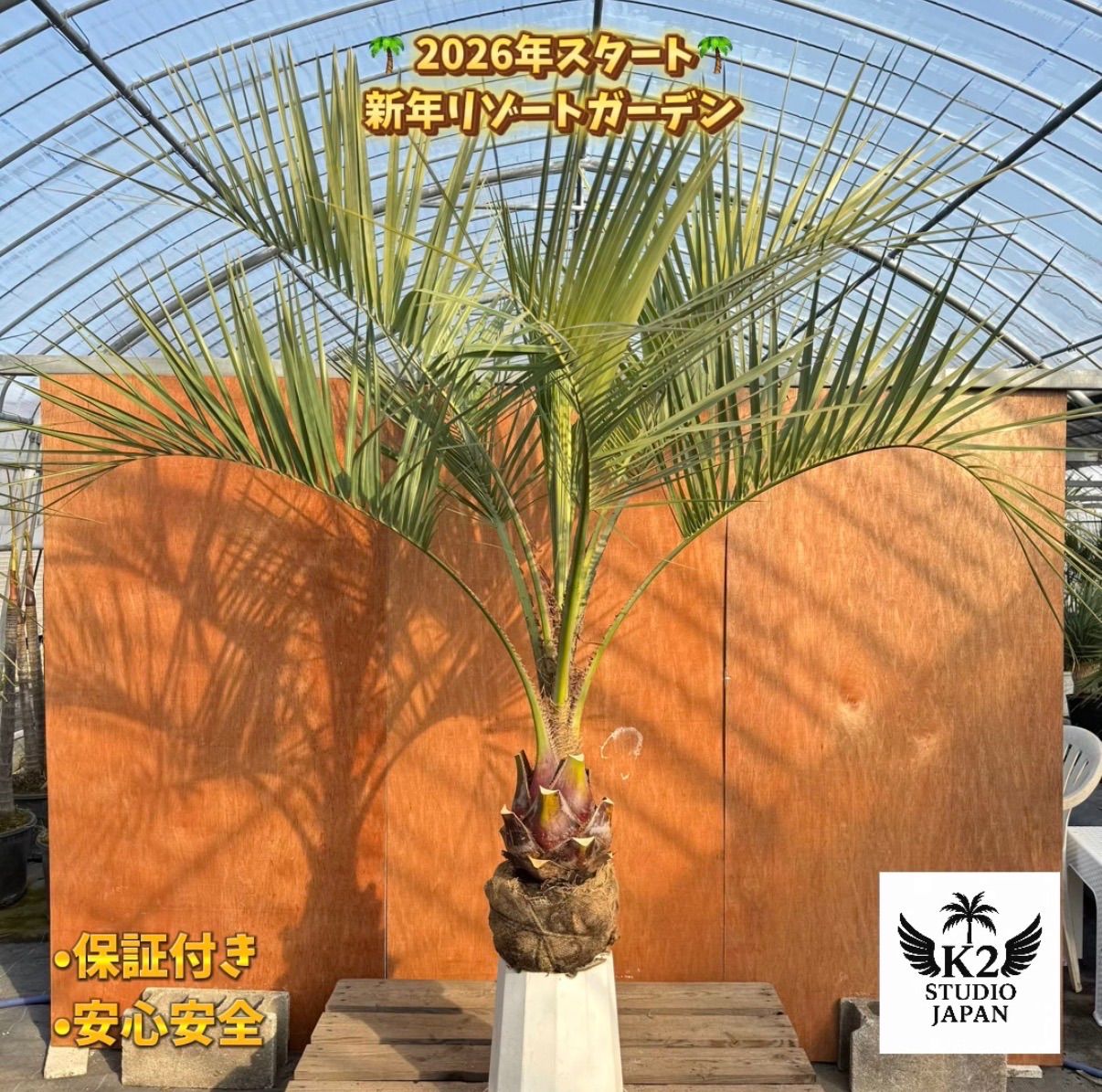 お庭がリゾートに🌴ココスヤシ【幹太70cm／葉先160cm】シルバーリーフ