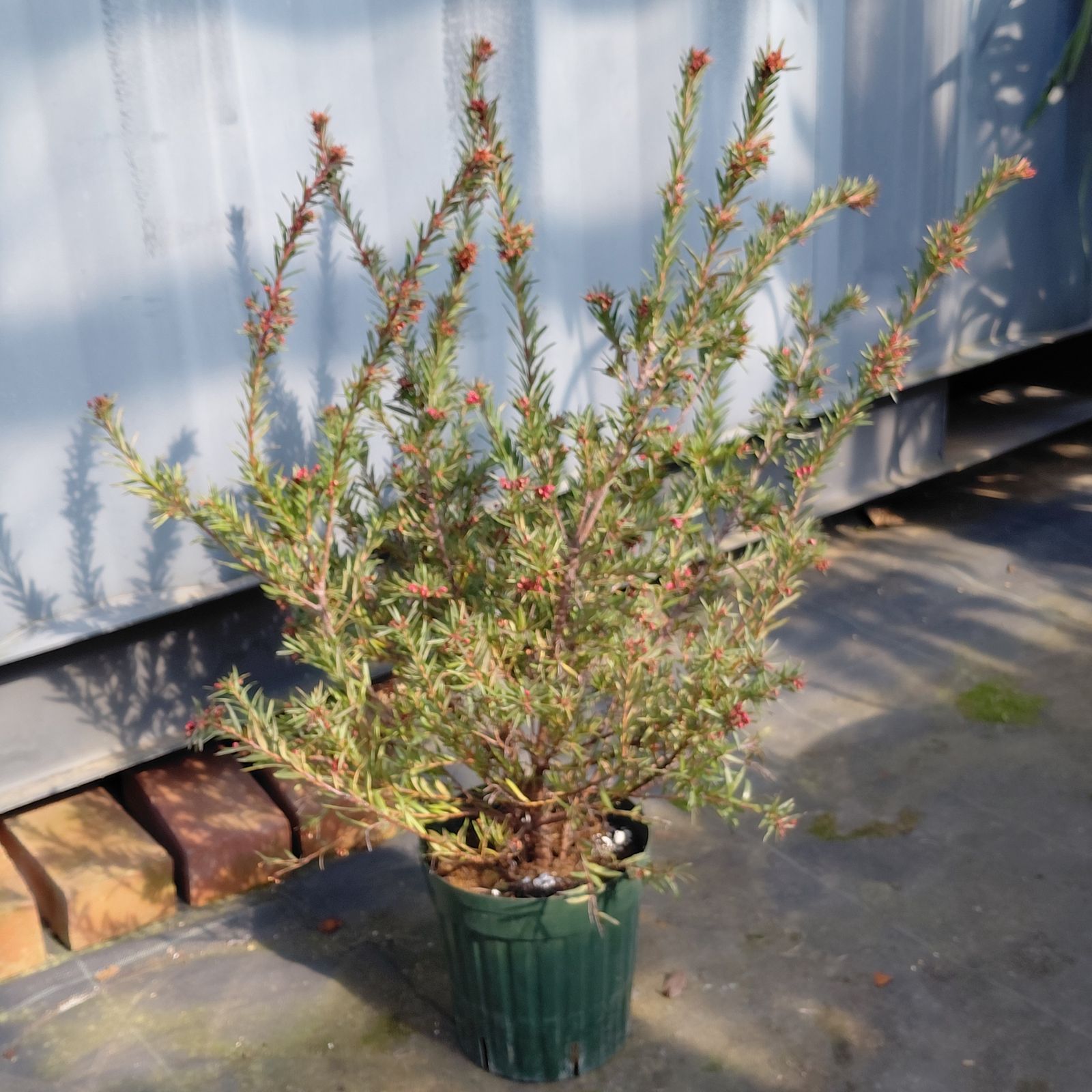 ①☆ グレビレア・ジョンエバンス ☆5.5号鉢現品 ☆ オージープランツ