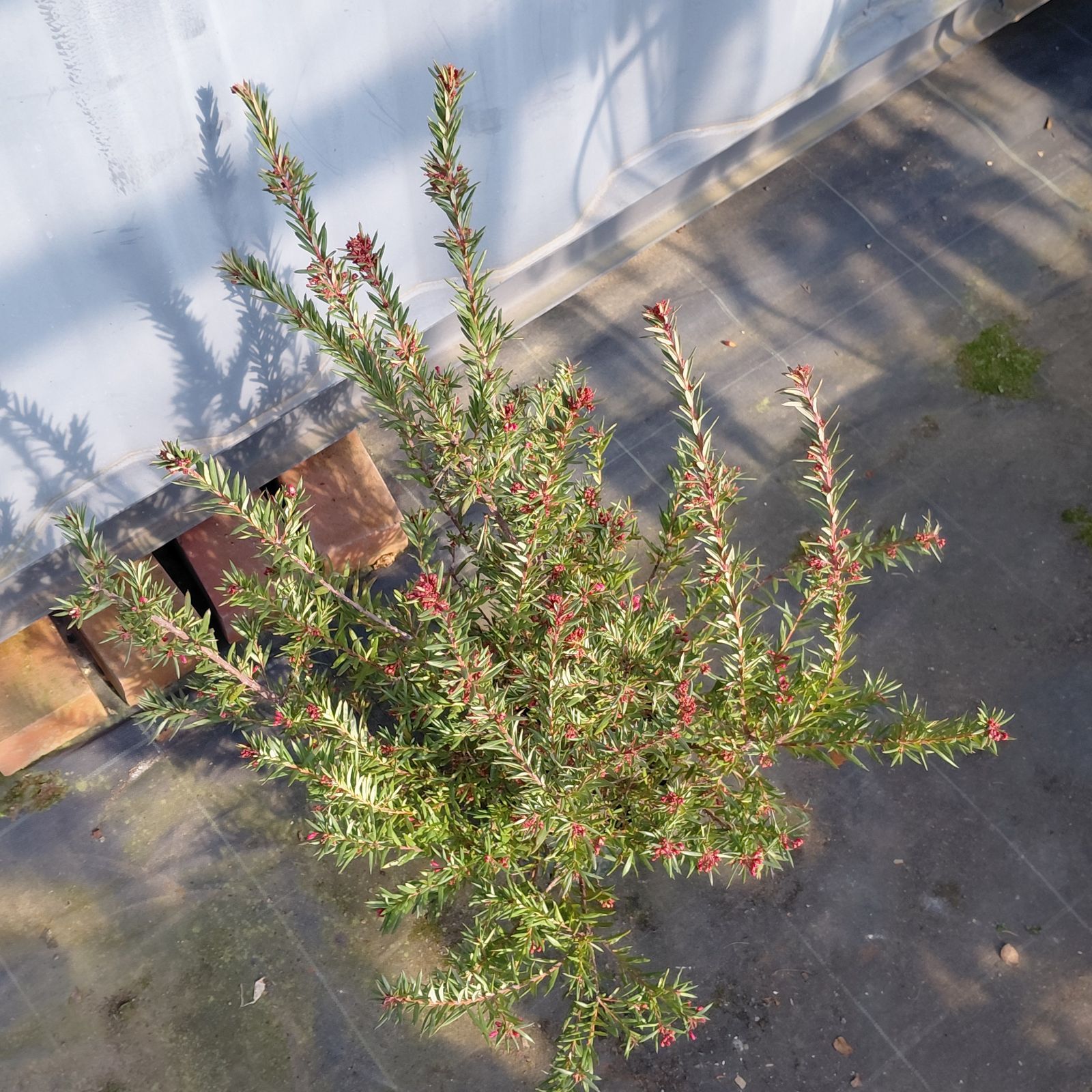 ①☆ グレビレア・ジョンエバンス ☆5.5号鉢現品 ☆ オージープランツ