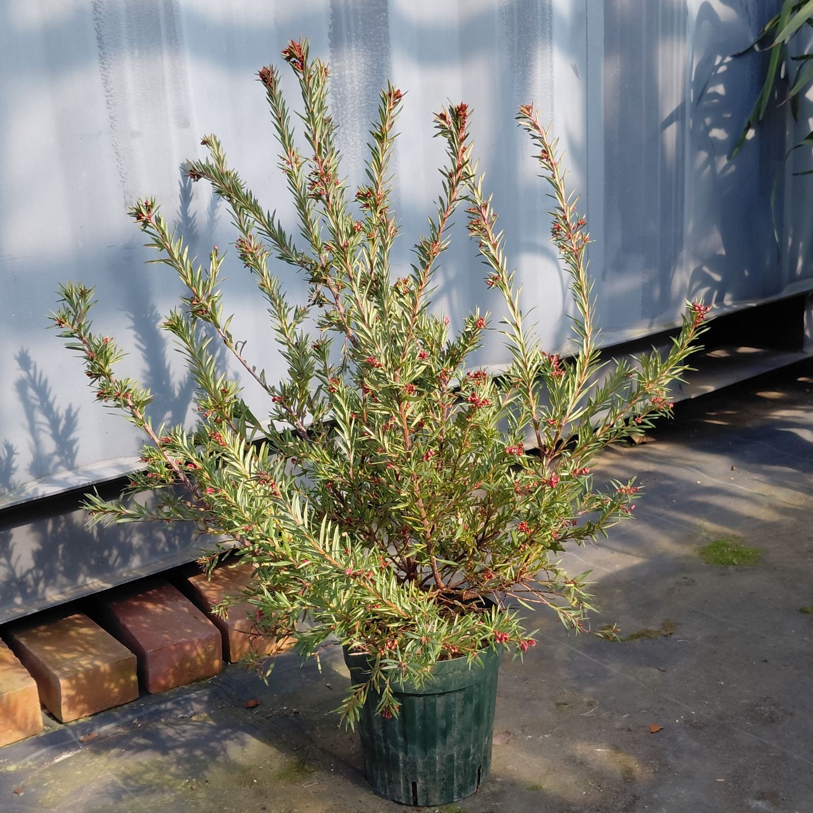 ①☆ グレビレア・ジョンエバンス ☆5.5号鉢現品 ☆ オージープランツ