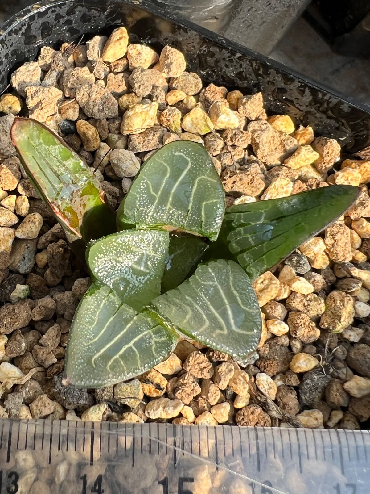 ハオルチア JP5 - メルカリ