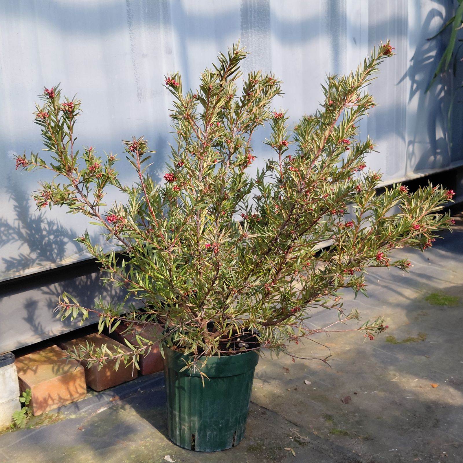 ②☆ グレビレア・ジョンエバンス ☆5.5号鉢現品 ☆ オージープランツ