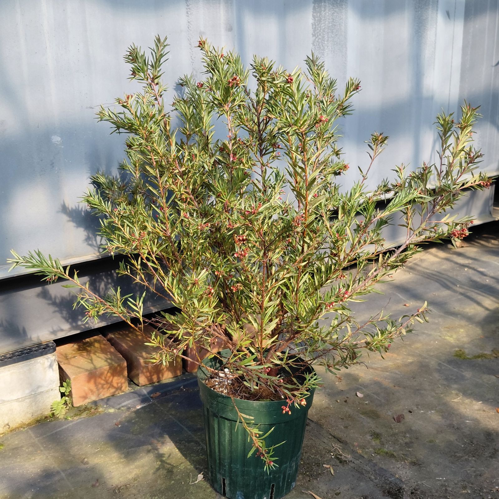 【16日まで】グレビレア　グレープ　8号鉢ごと発送　オージープランツ グレープ グレビレア 8号鉢ごと発送 オージープランツ 16日まで