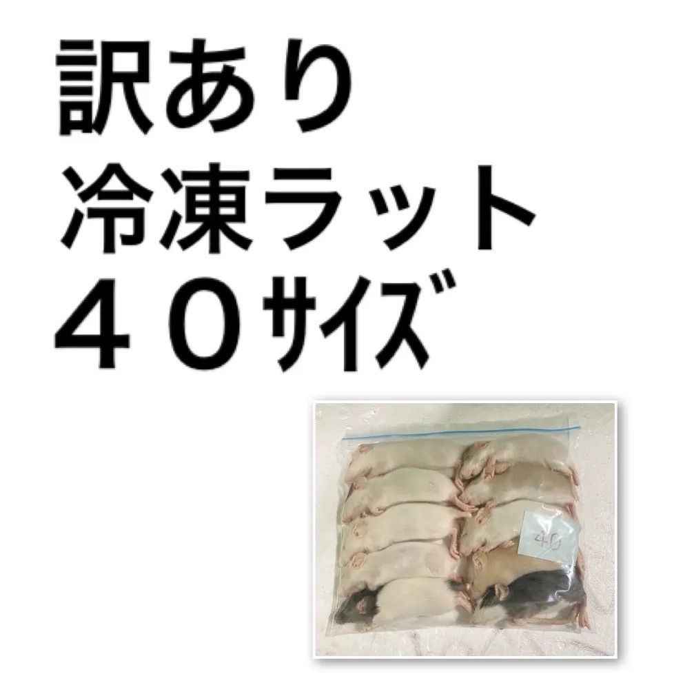 【訳あり】冷凍ラット 35〜50ｇ SSサイズ 40匹セット 訳あり 冷凍ラット 40サイズ 50匹 【公式通販】