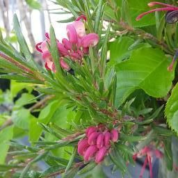 ①☆ グレビレア・ジョンエバンス ☆5.5号鉢現品 ☆ オージープランツ