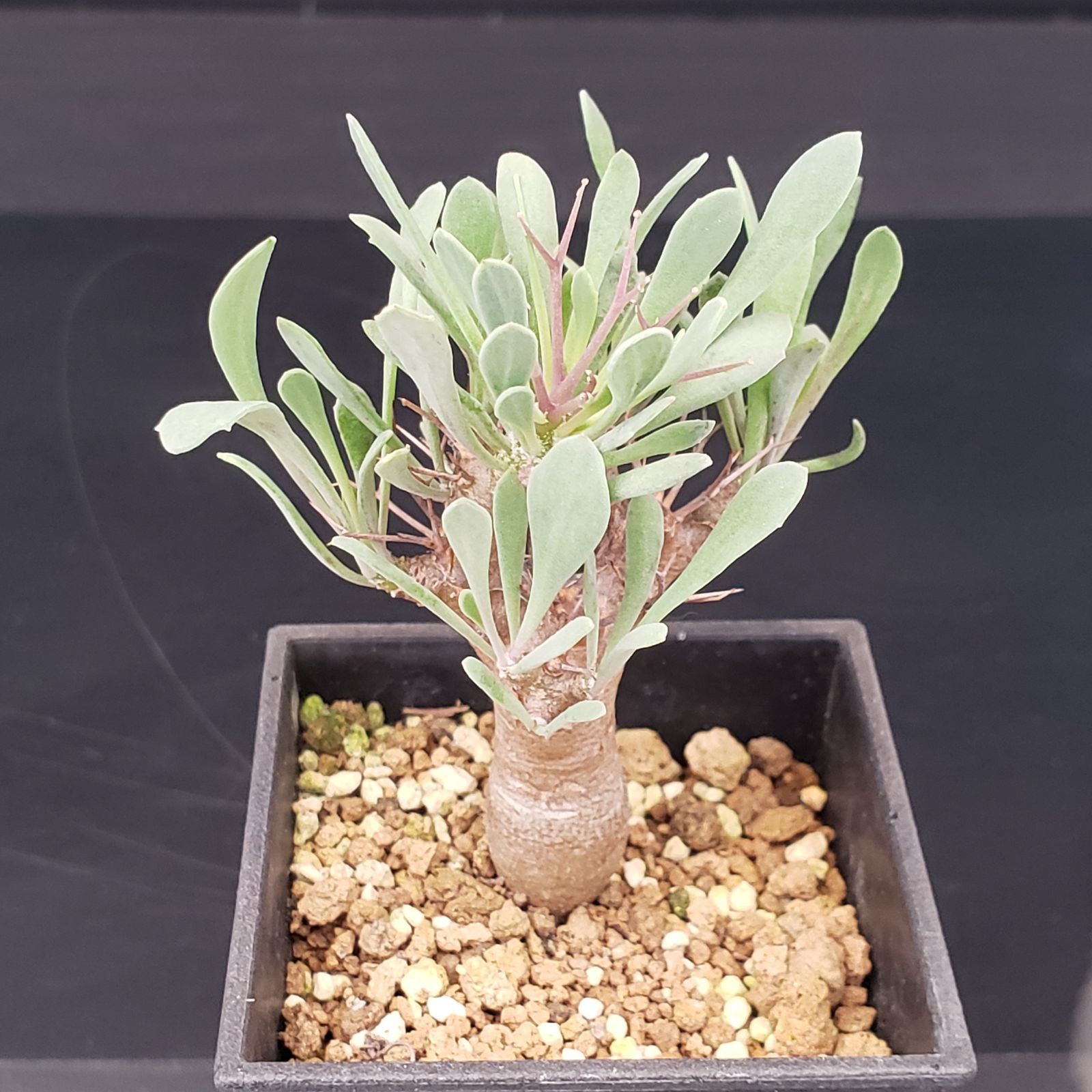 L233【自社養生株】オトンナ ユーフォルビオイデス（発根株・鉢植え