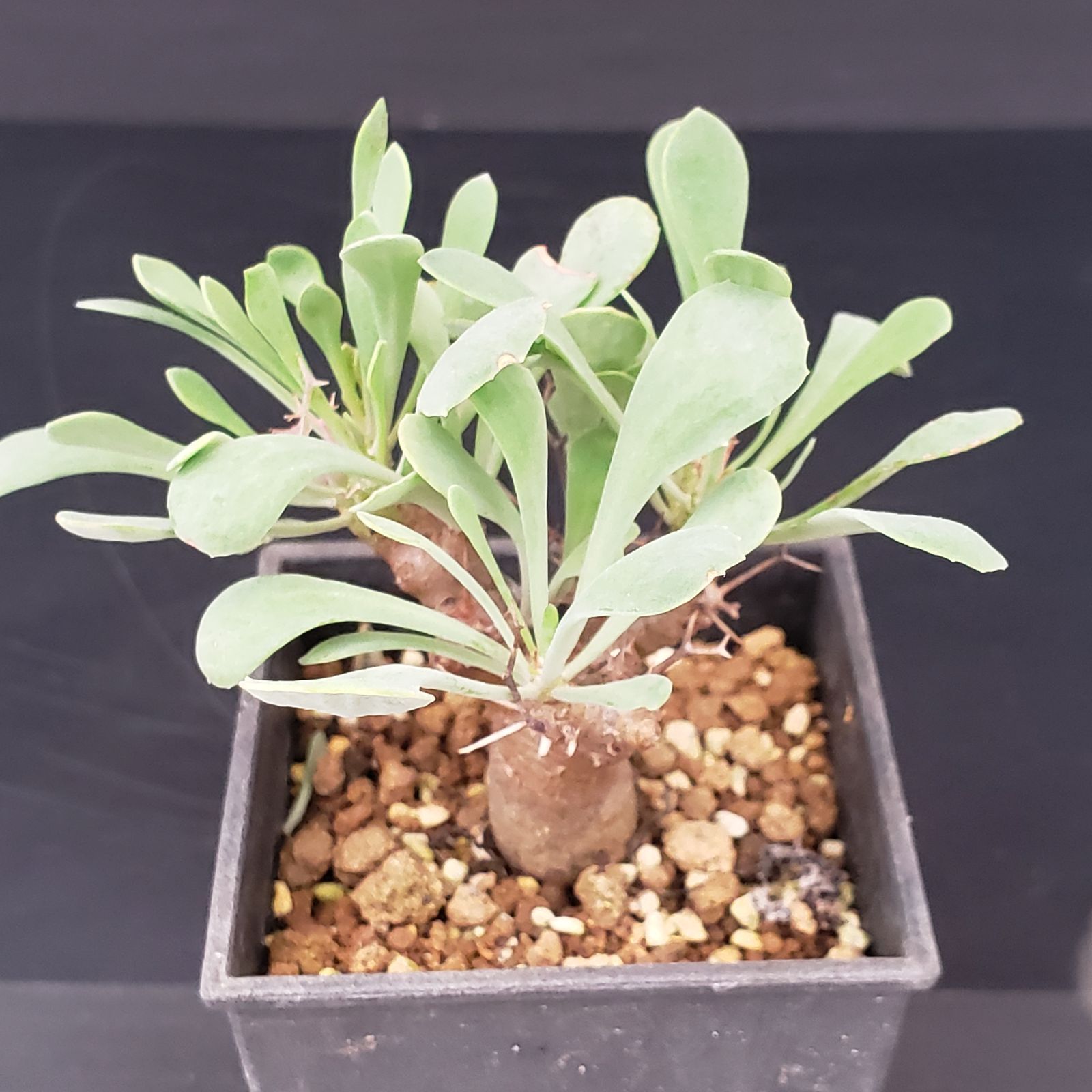 L235【自社養生株】オトンナ ユーフォルビオイデス（発根株・鉢植え