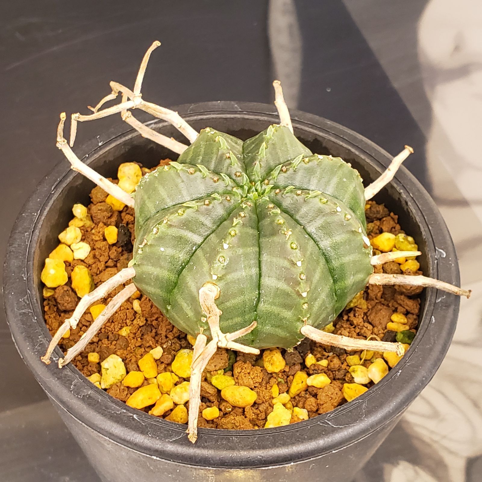 L245【自社養生株】ユーフォルビア バリダ（発根株・鉢植え