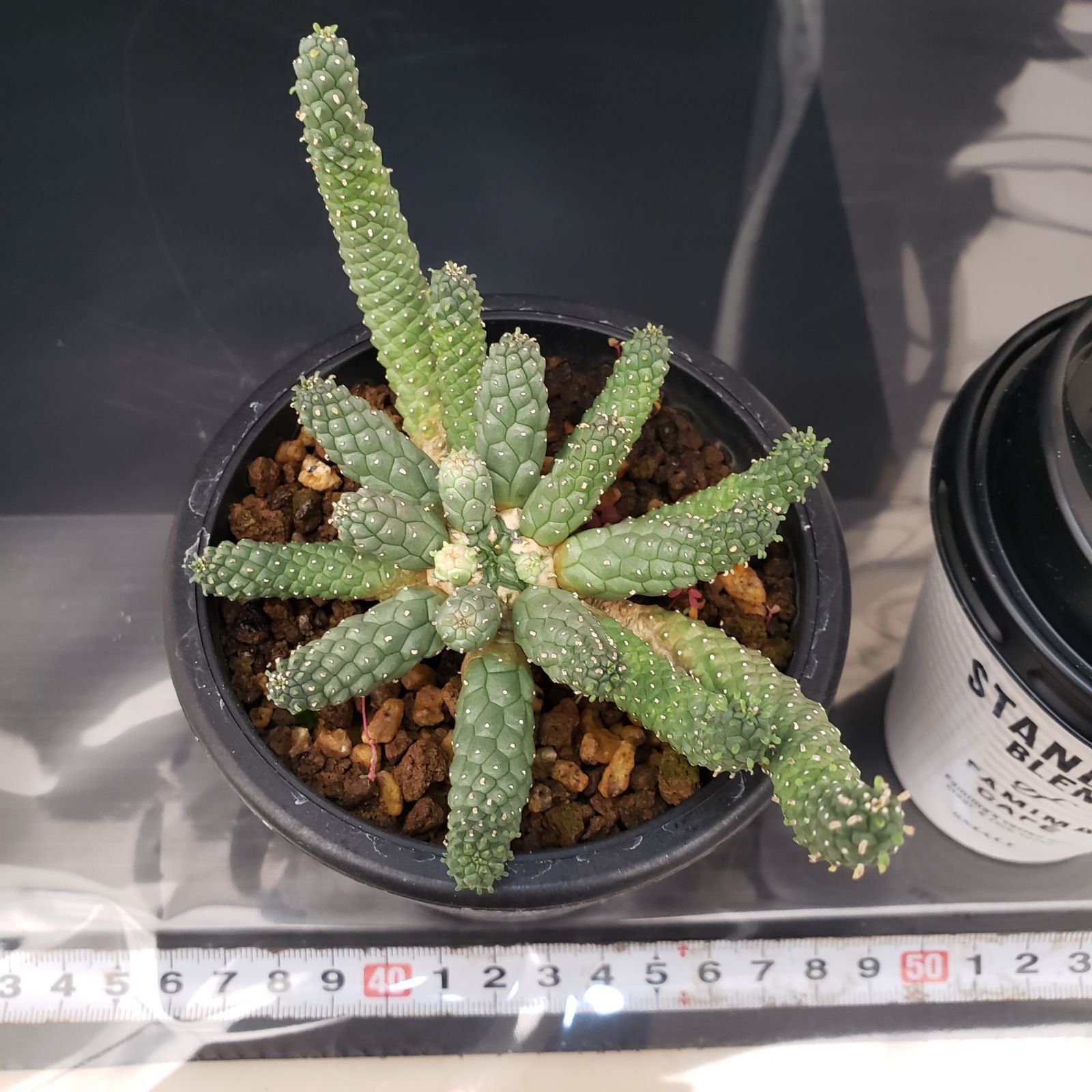 ユーフォルビア　エスクレンタ　発根済み Euphorbia esculenta