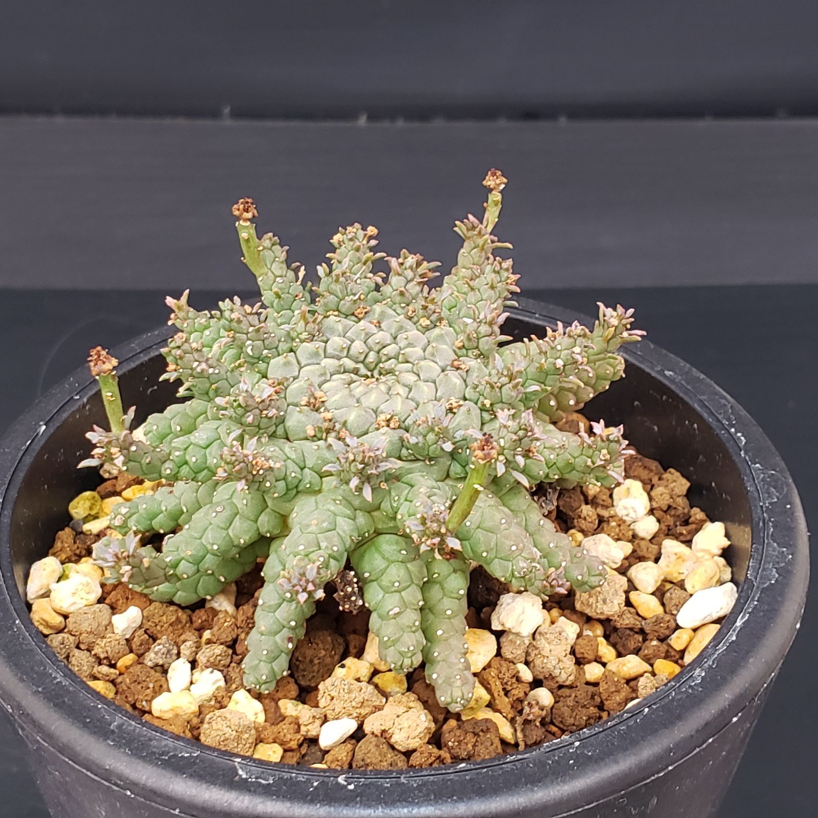 L252【自社養生株】ユーフォルビア ゴルゴニス（発根株・鉢植え