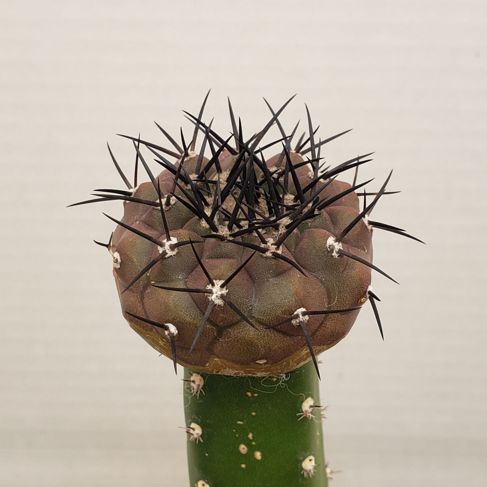 L254【自社養生株】コピアポア 黒王丸（接ぎ木・発根株・鉢植え