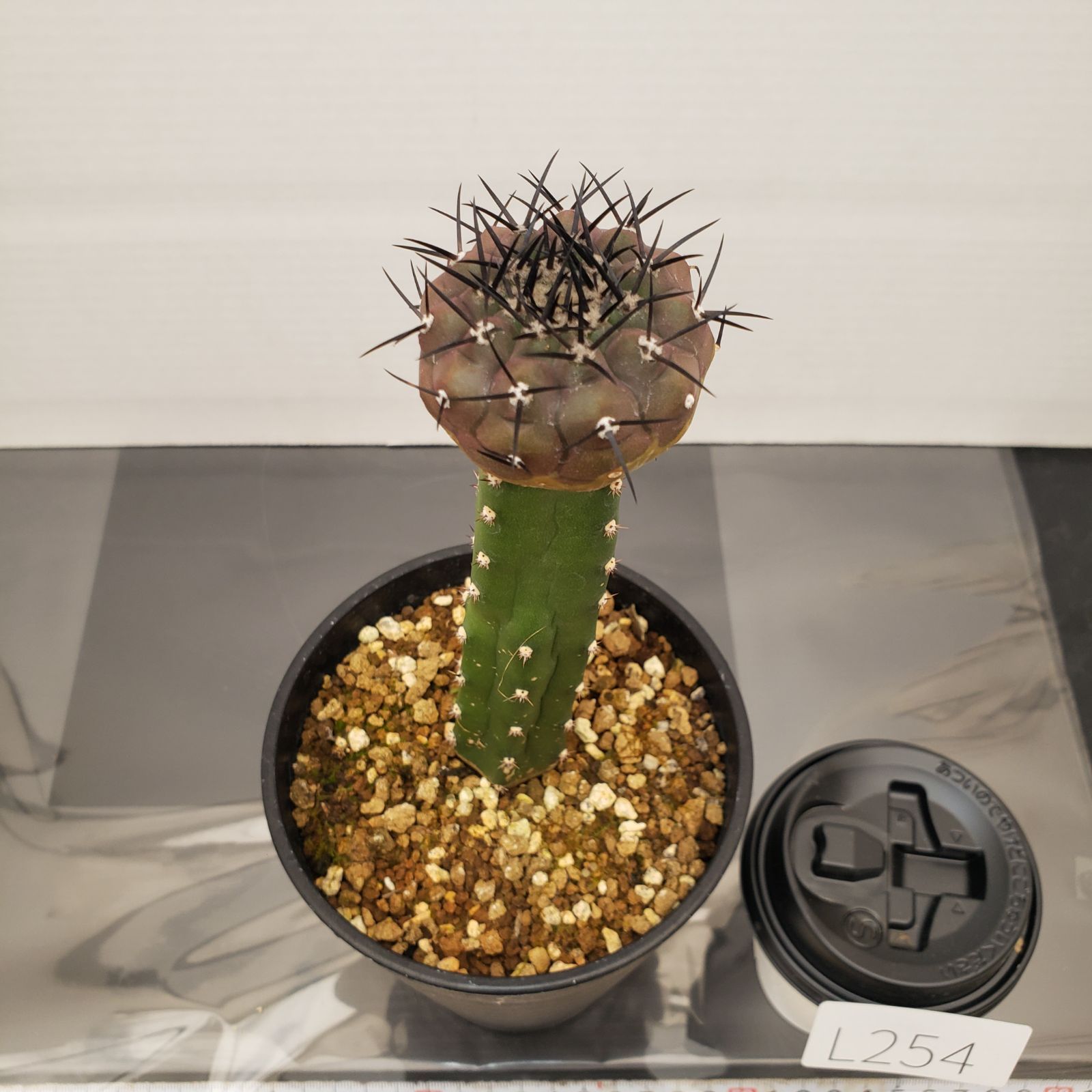 L254【自社養生株】コピアポア 黒王丸（接ぎ木・発根株・鉢植え