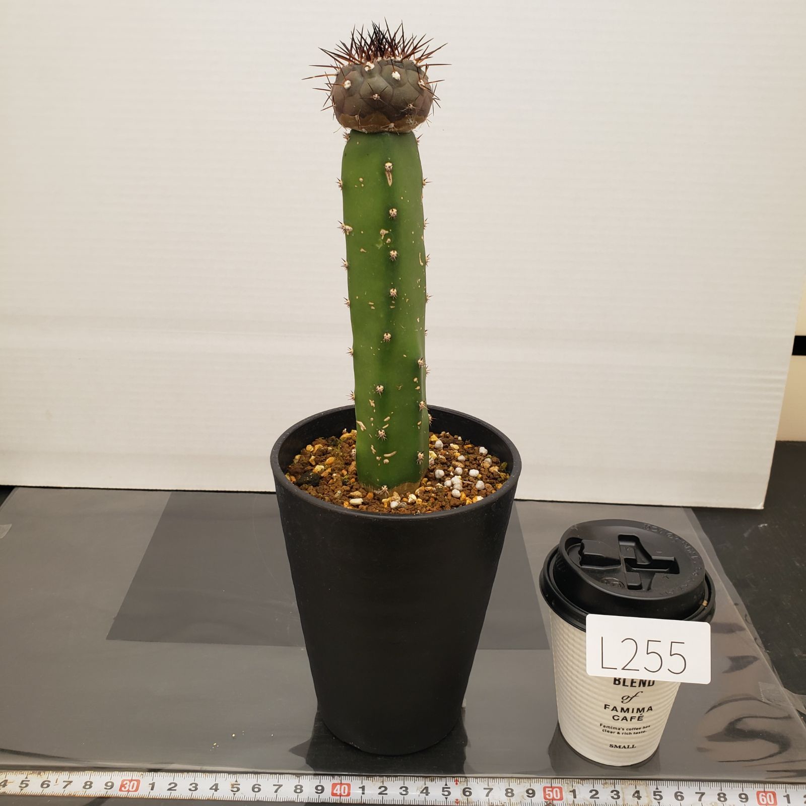 L255【自社養生株】コピアポア 黒王丸（接ぎ木・発根株・鉢植え