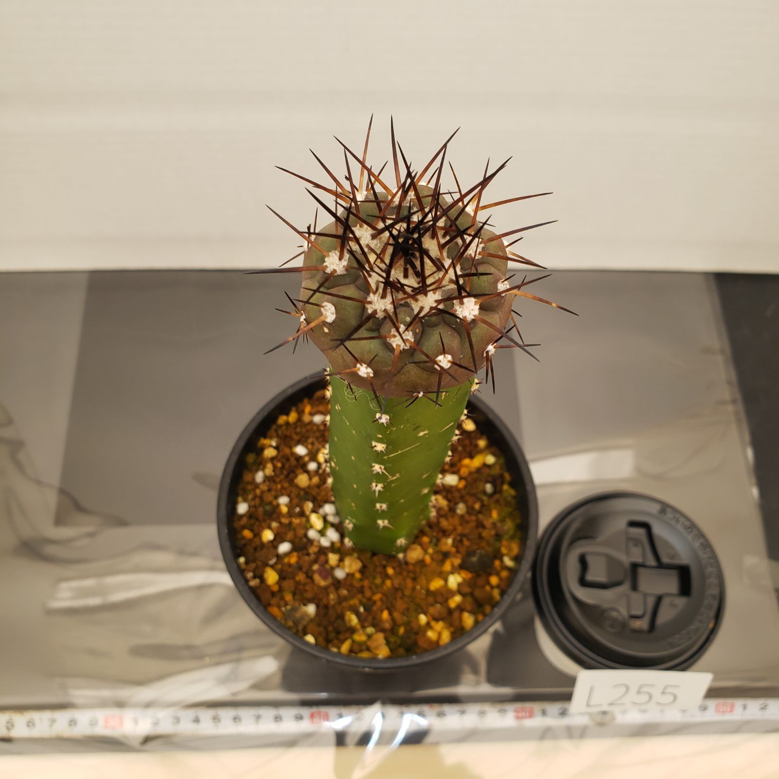 L255【自社養生株】コピアポア 黒王丸（接ぎ木・発根株・鉢植え