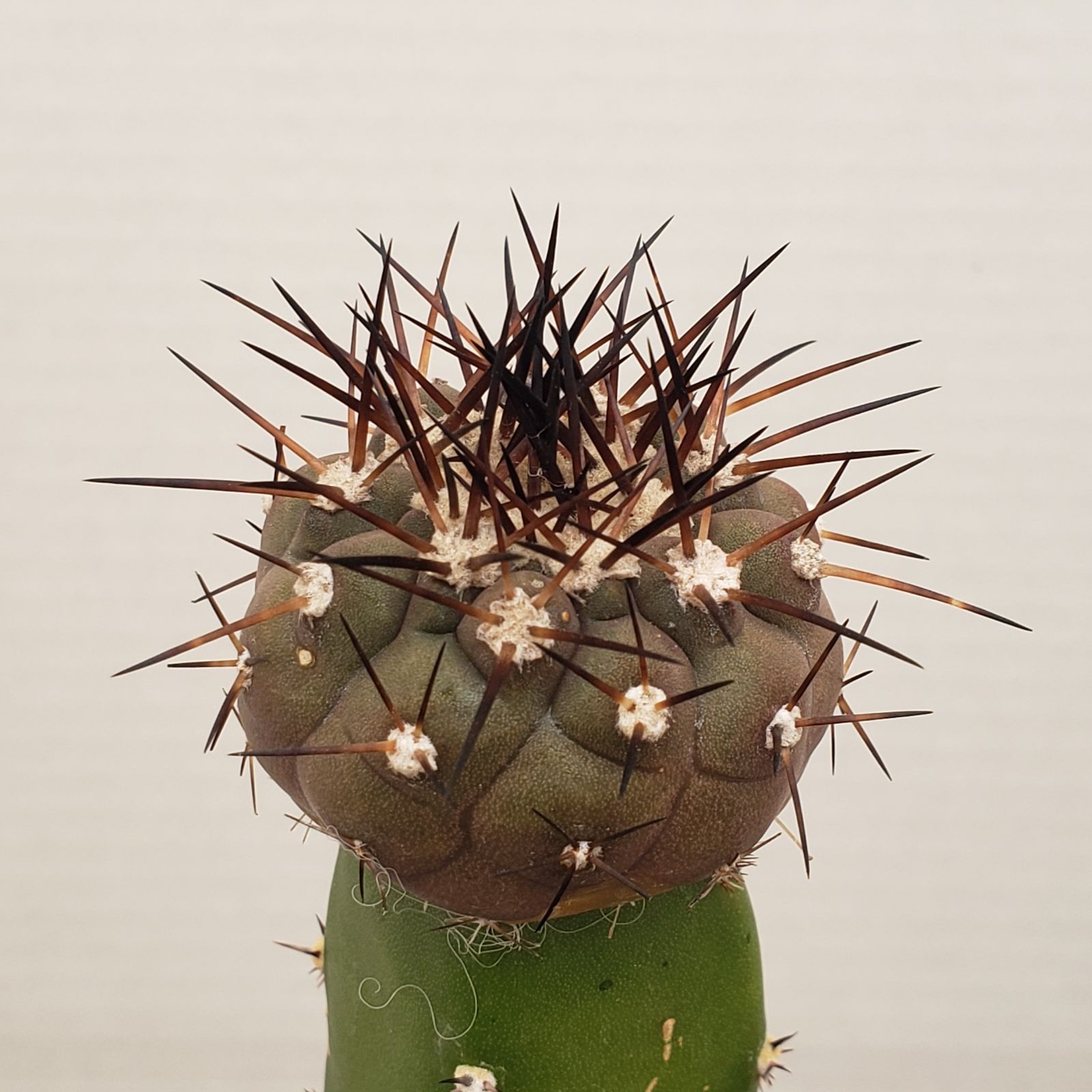 L255【自社養生株】コピアポア 黒王丸（接ぎ木・発根株・鉢植え