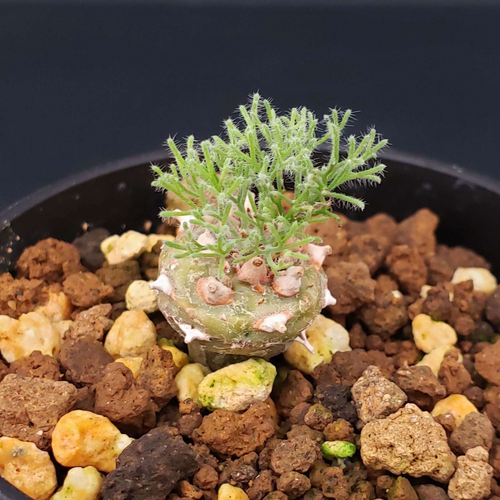 L256【自社養生株】モンソニア ぺニクリナム（発根未確認株・鉢植え