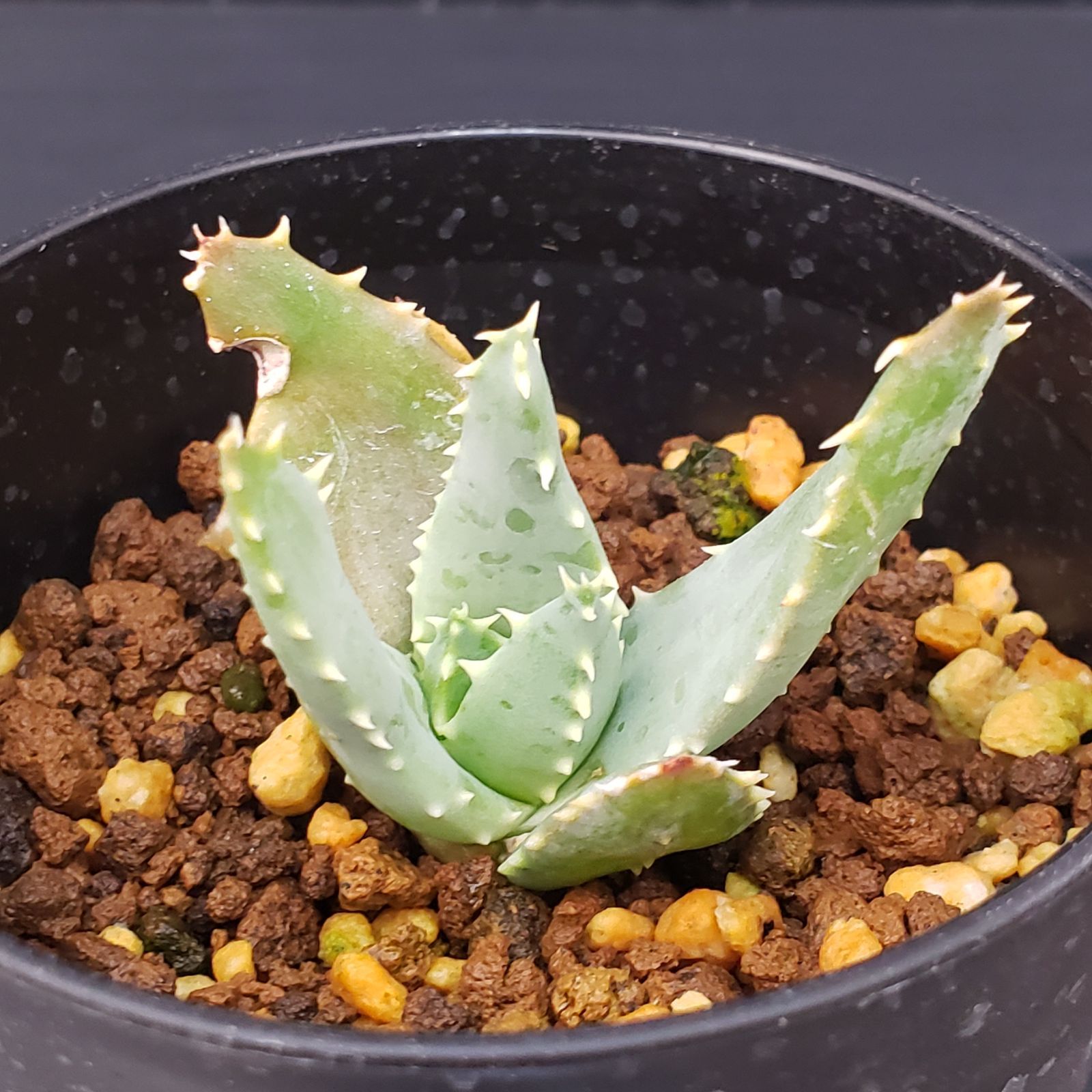 L260【自社養生株】アロエ ピランシー（実生・発根株・鉢植え）【多肉