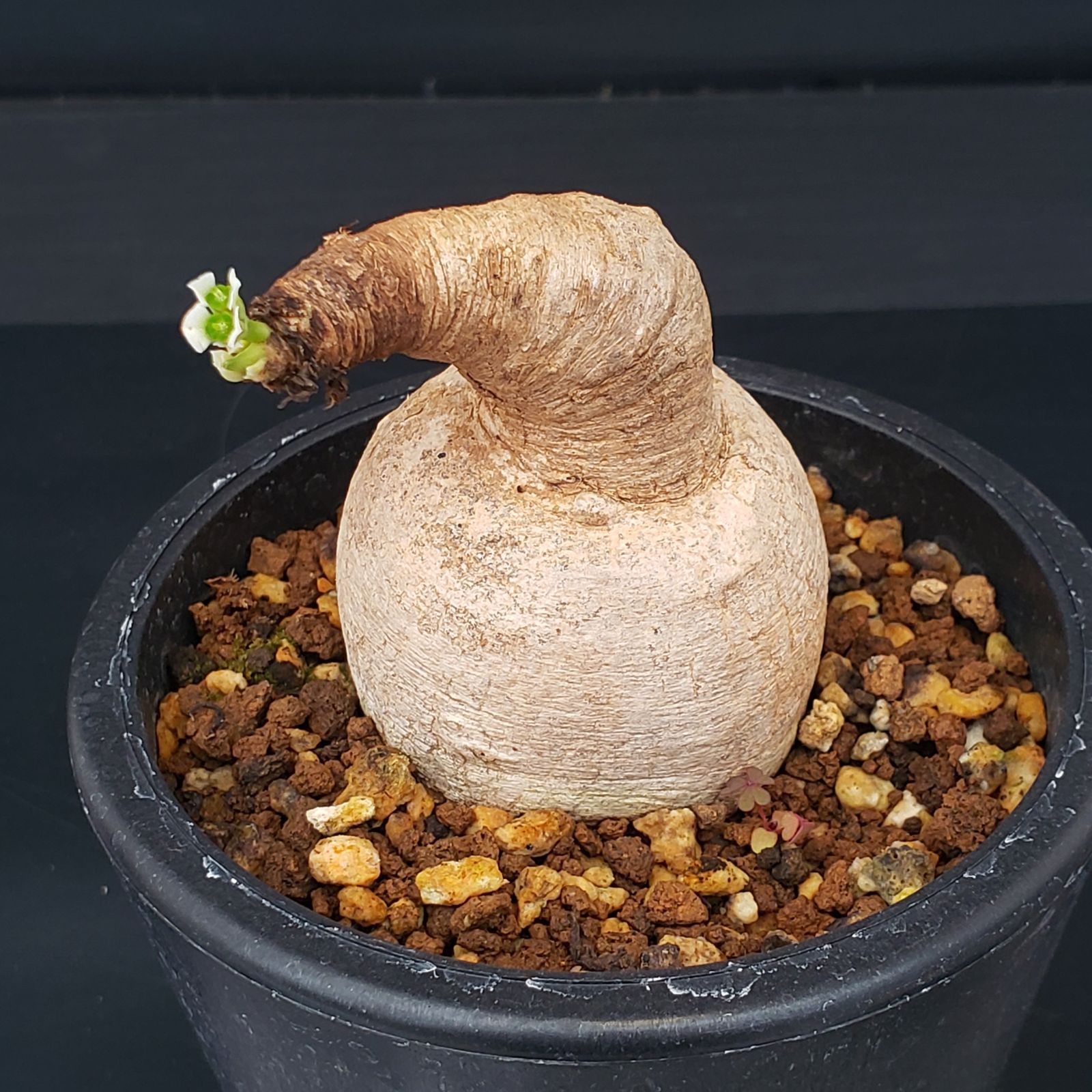 L262【自社養生株】ユーフォルビア プリムリフォリア（現地球・発根株