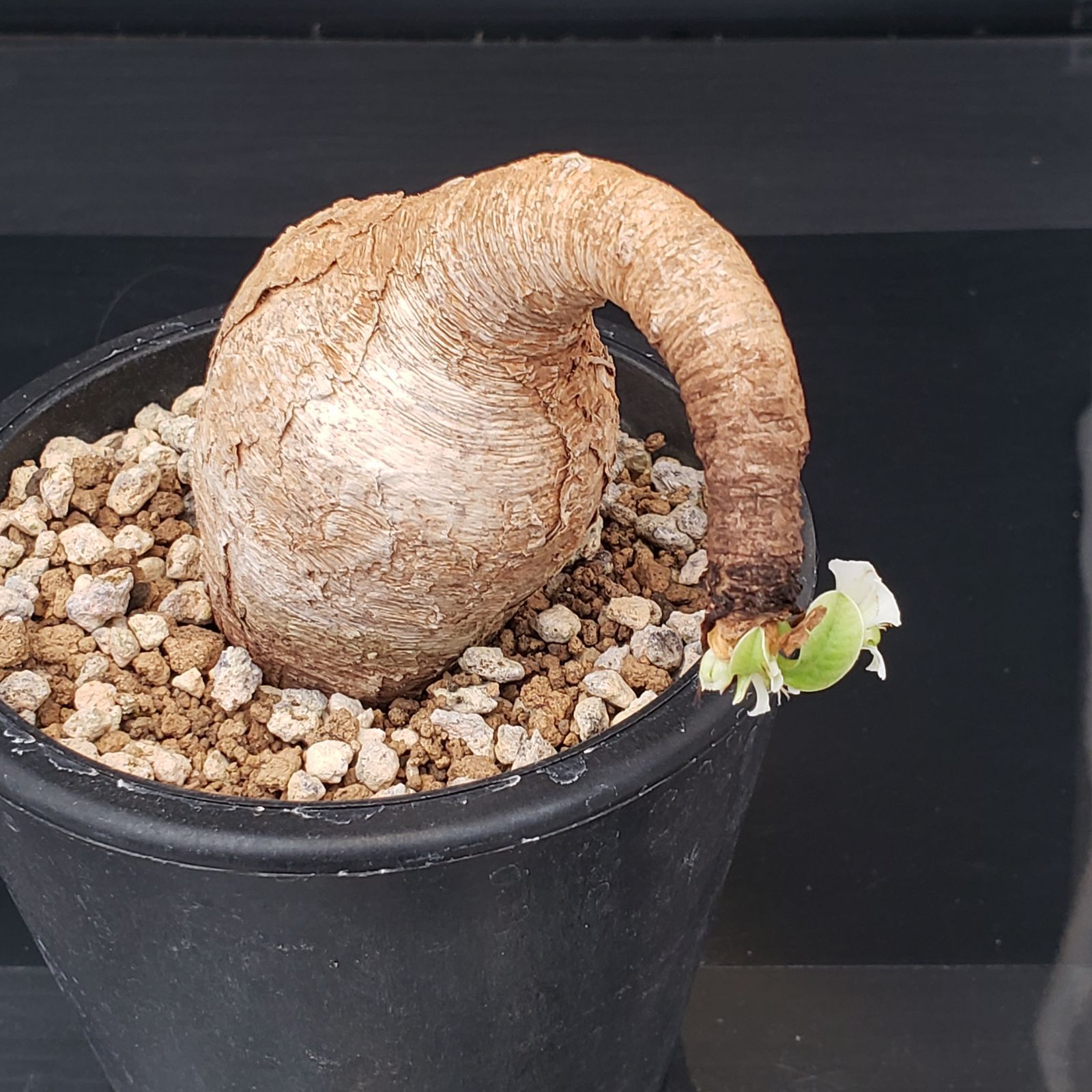 L263【自社養生株】ユーフォルビア プリムリフォリア（現地球・発根株