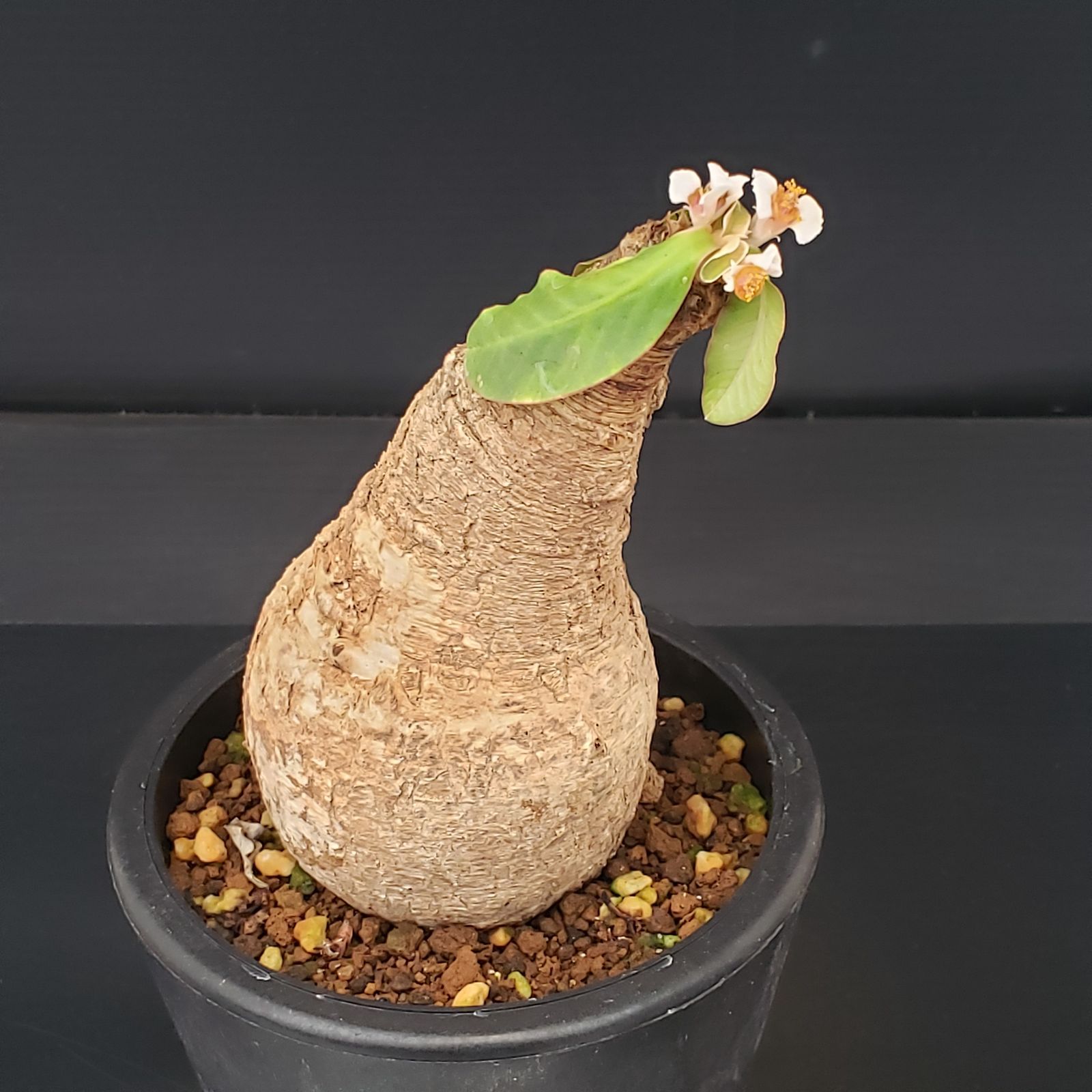 ユーフォルビア プリムリフォリア 現地球 ユーフォルビアプリムリ