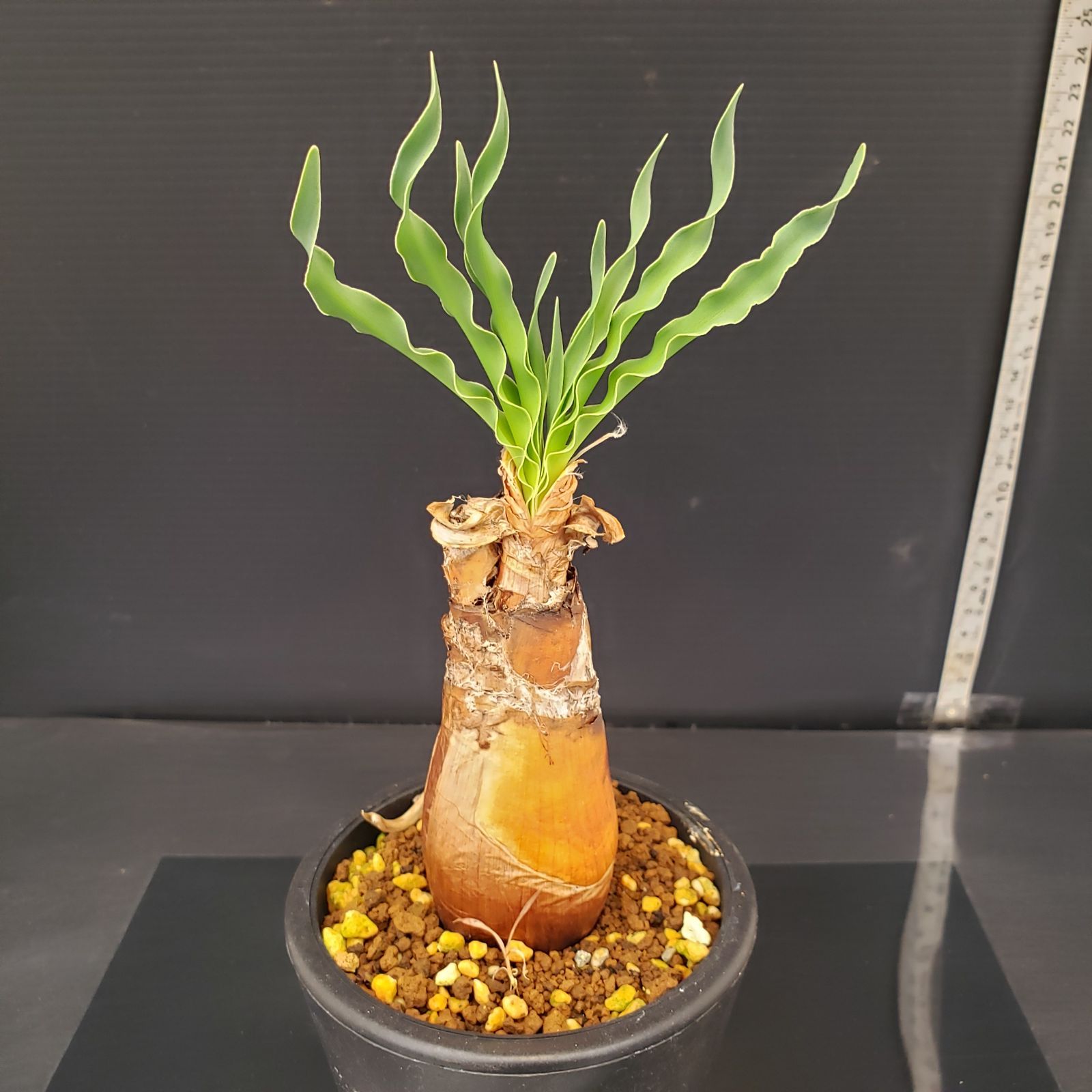 L268【自社養生株】ブーファン ディスティチャ（現地球・発根株