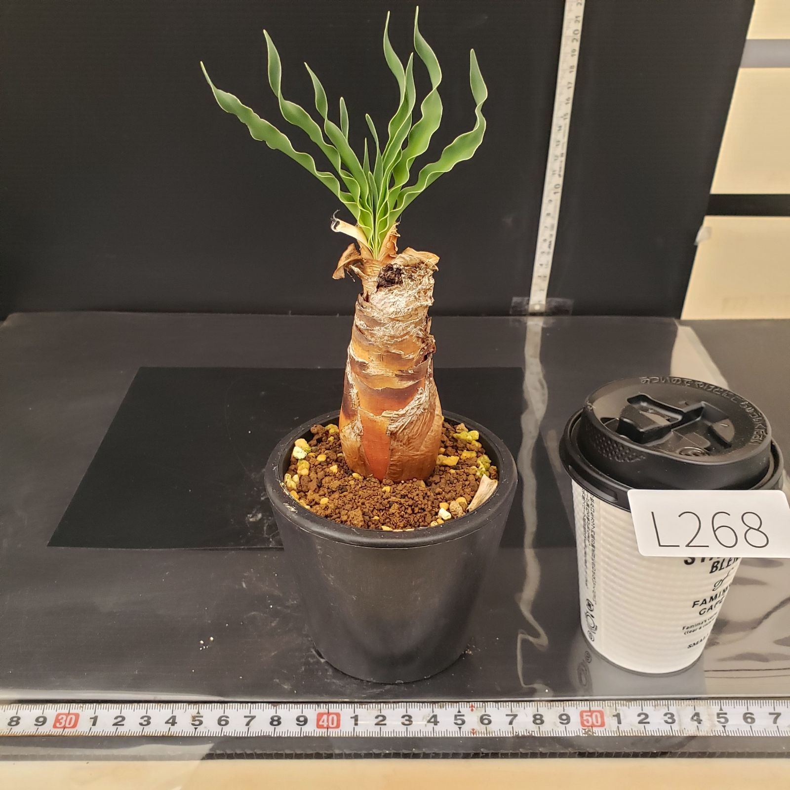 L268【自社養生株】ブーファン ディスティチャ（現地球・発根株