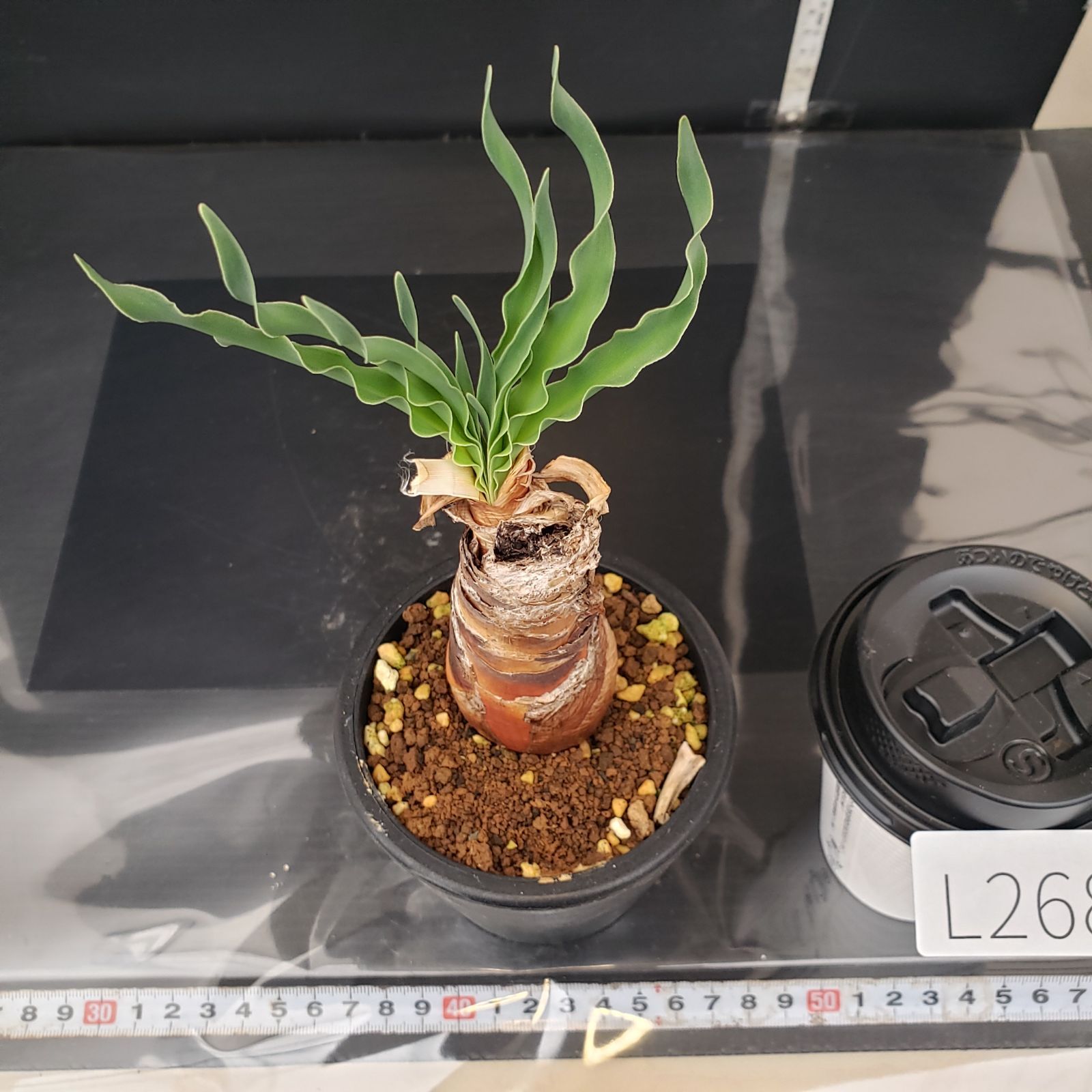 L268【自社養生株】ブーファン ディスティチャ（現地球・発根株