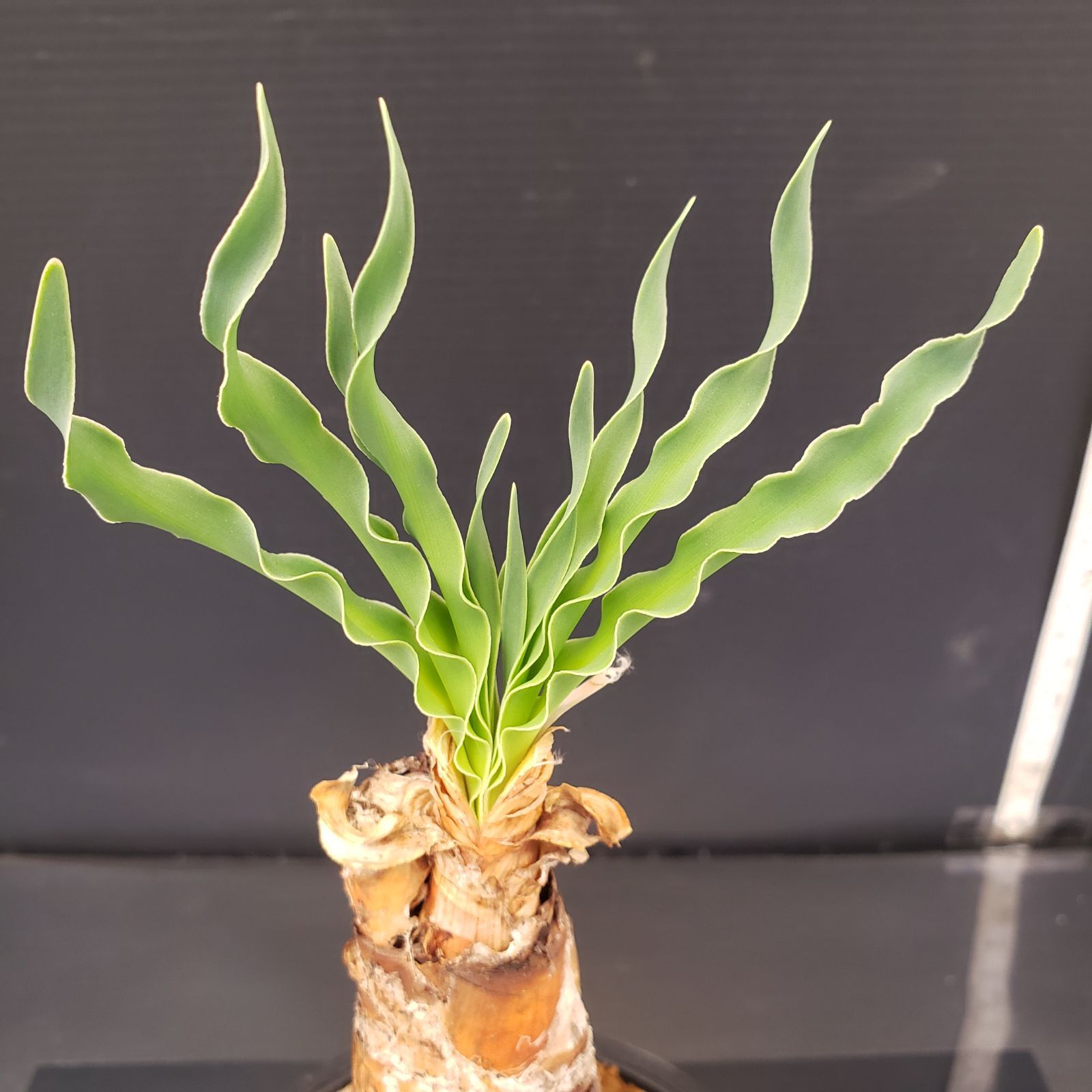 L268【自社養生株】ブーファン ディスティチャ（現地球・発根株