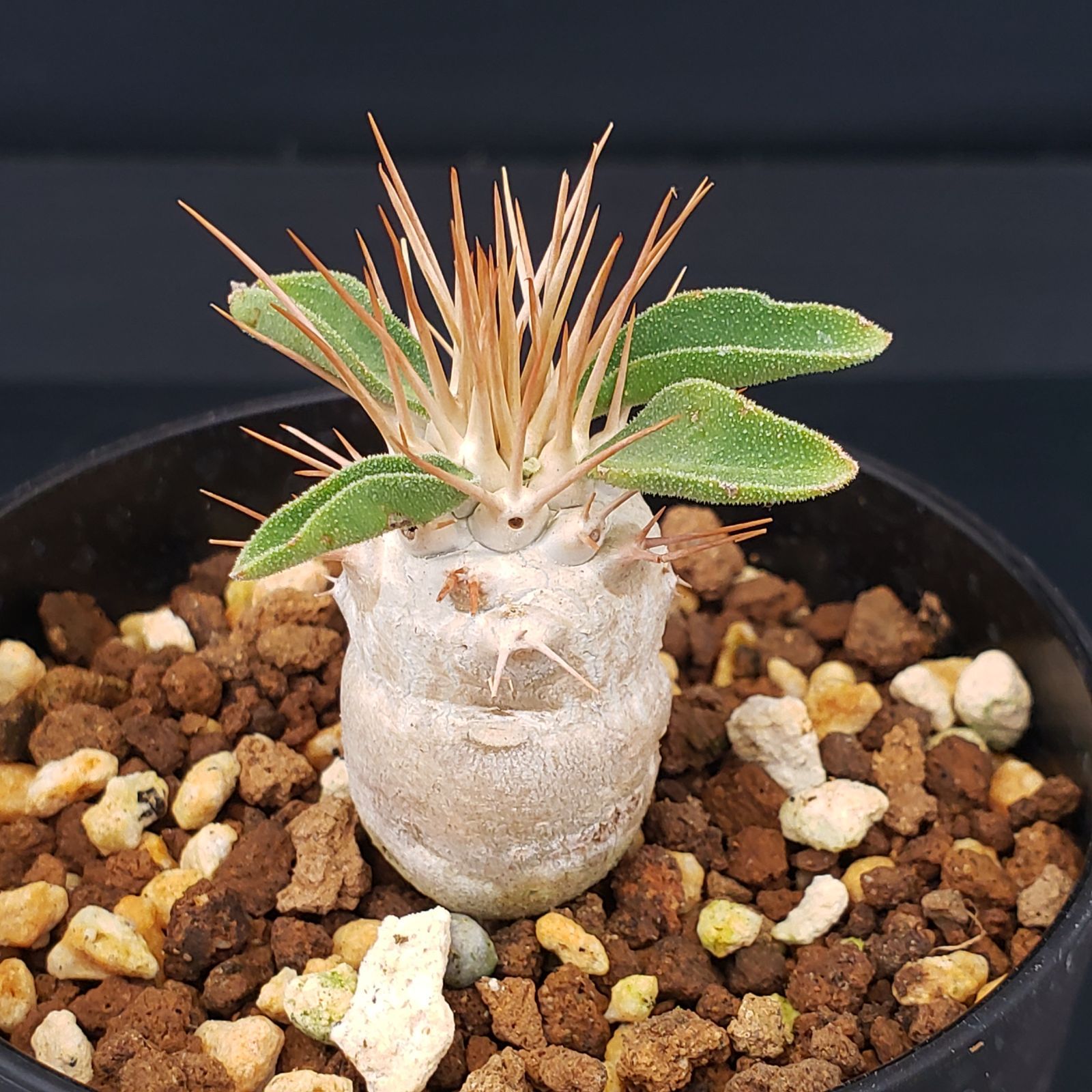 L271【自社養生株】パキポディウム ナマクアナム（発根株・鉢植え