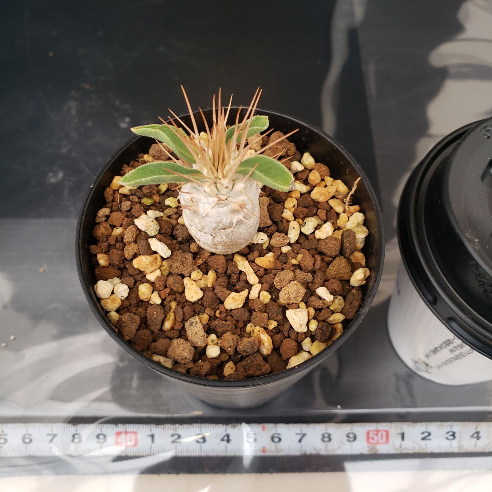 L271【自社養生株】パキポディウム ナマクアナム（発根株・鉢植え