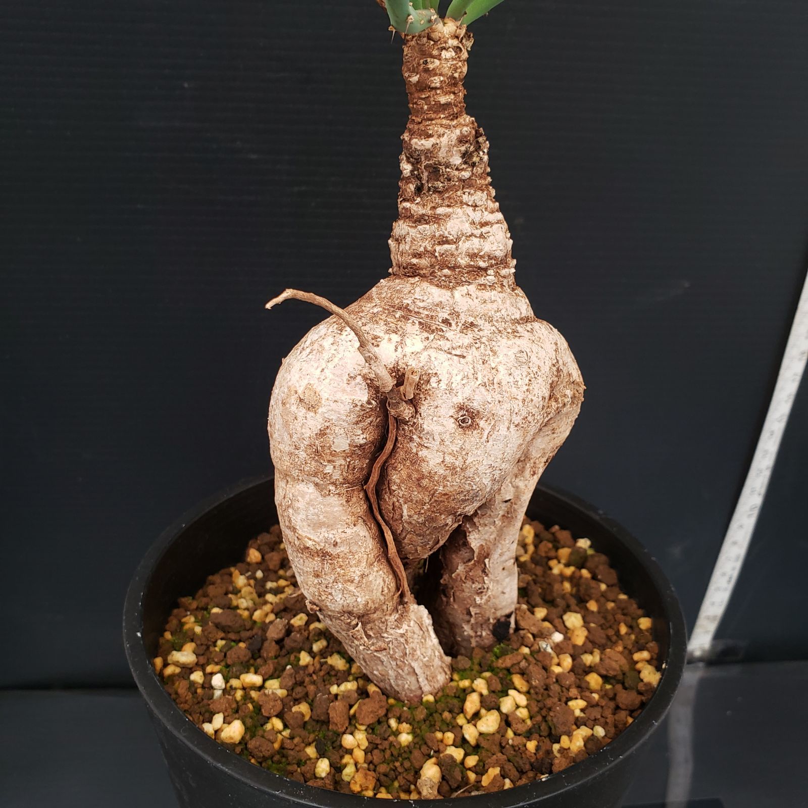 L275【自社養生株】ユーフォルビア ブルアナ（現地球・発根株・鉢植え