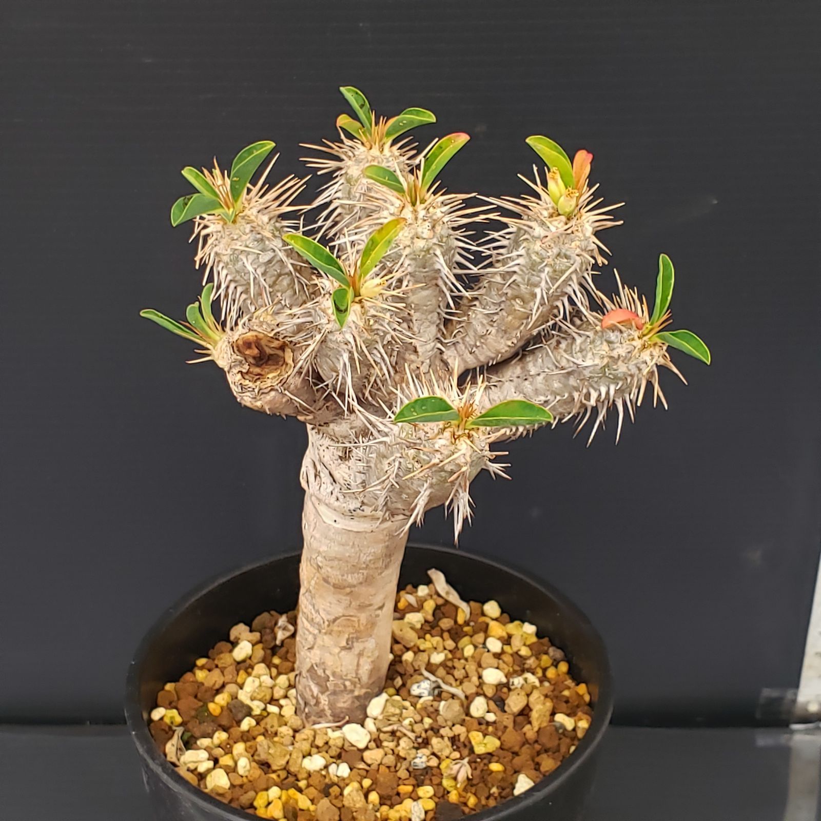 L281【自社養生株】ユーフォルビア ギラウミニアナ（現地球・発根株