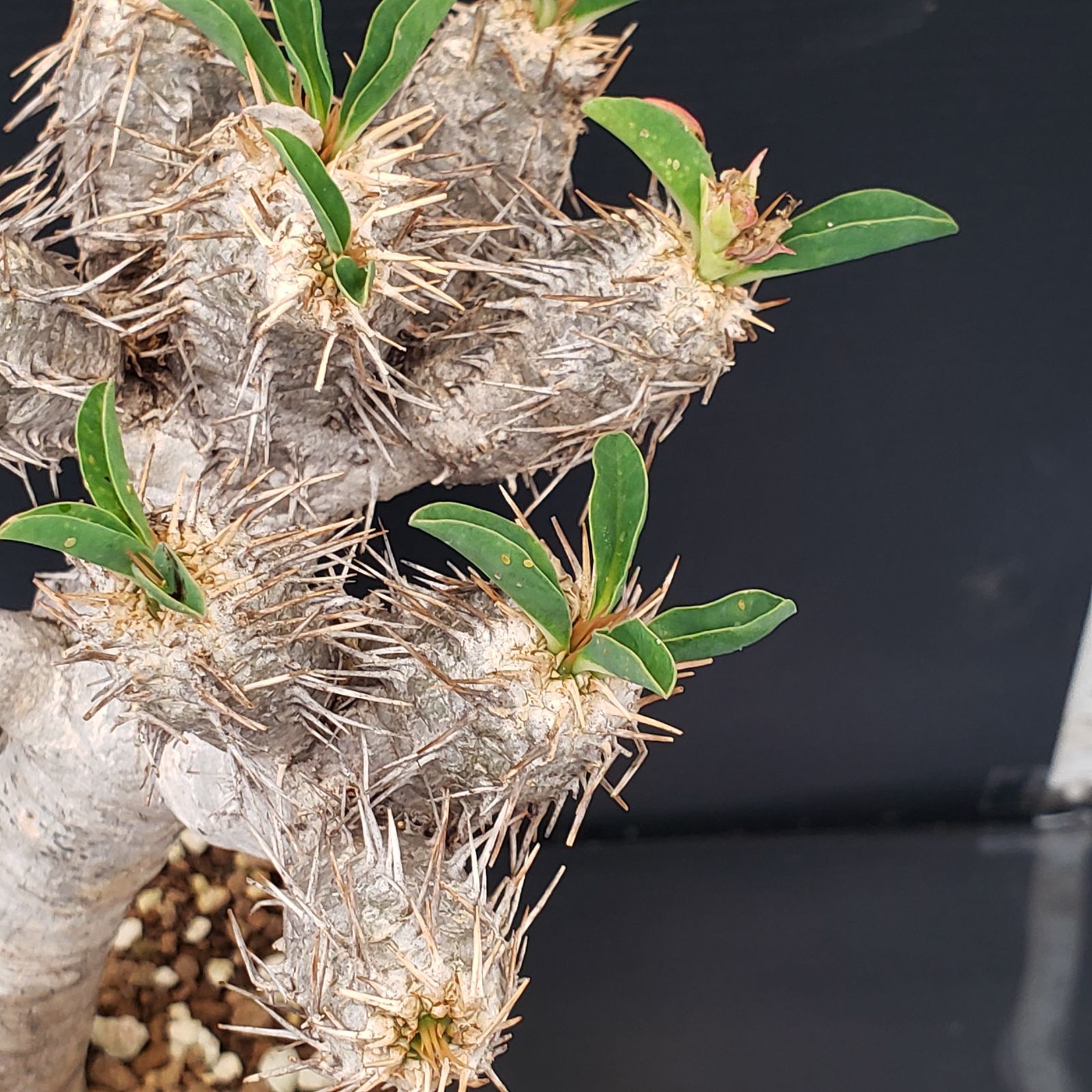 L282【自社養生株】ユーフォルビア ギラウミニアナ（現地球・発根株