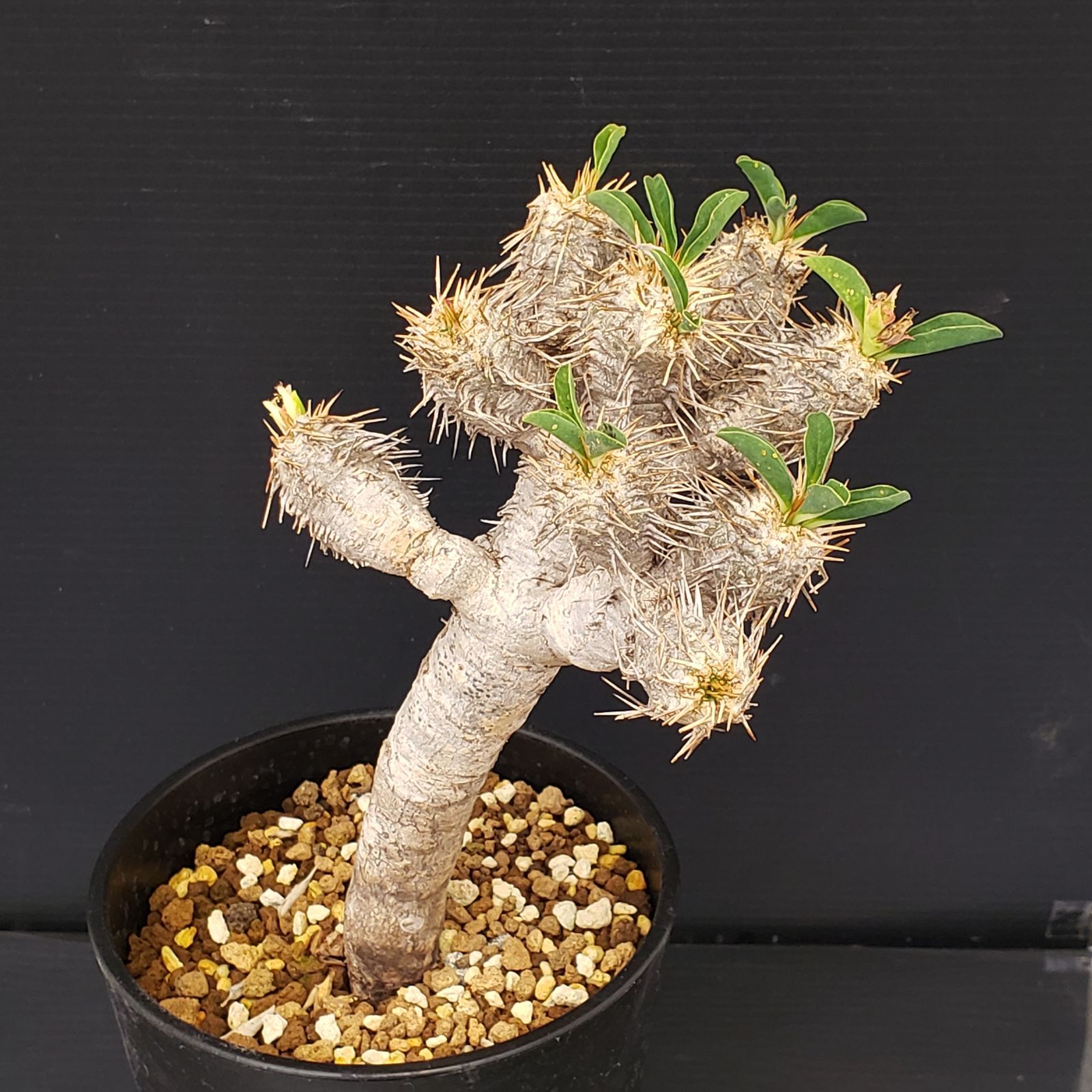 L282【自社養生株】ユーフォルビア ギラウミニアナ（現地球・発根株