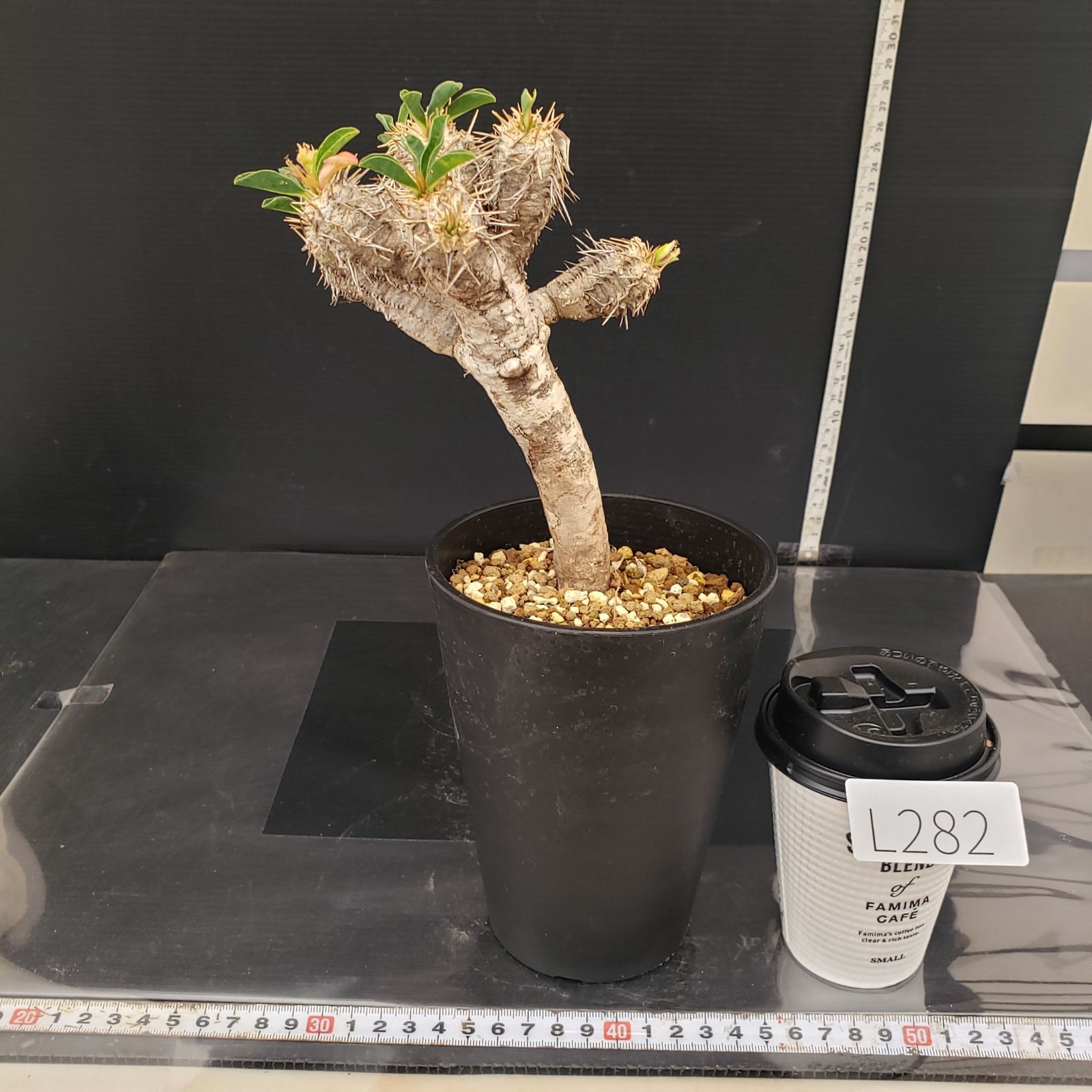 L282【自社養生株】ユーフォルビア ギラウミニアナ（現地球・発根株