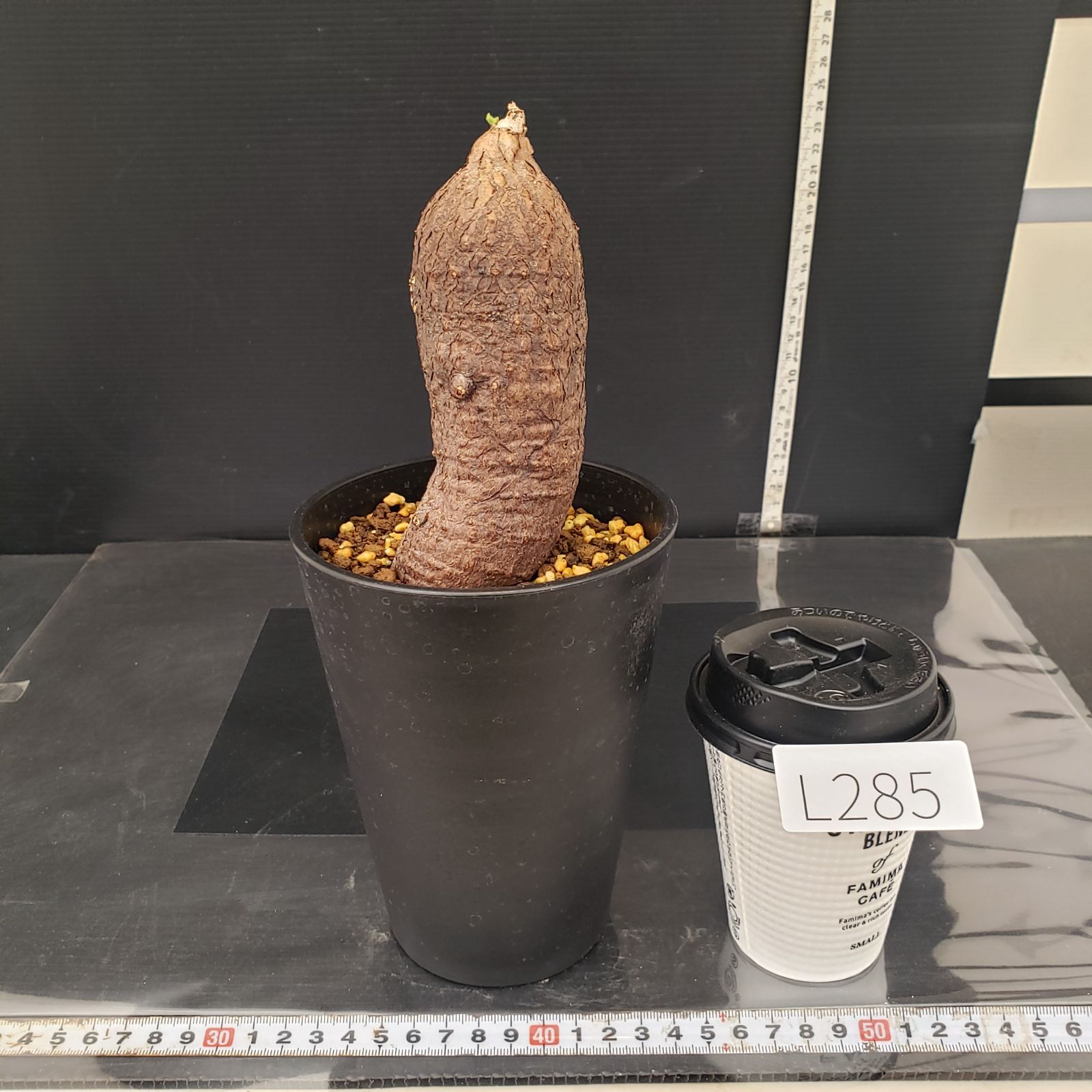 L285【自社養生株】キフォステンマ モンタグナッキー（現地球・発根株