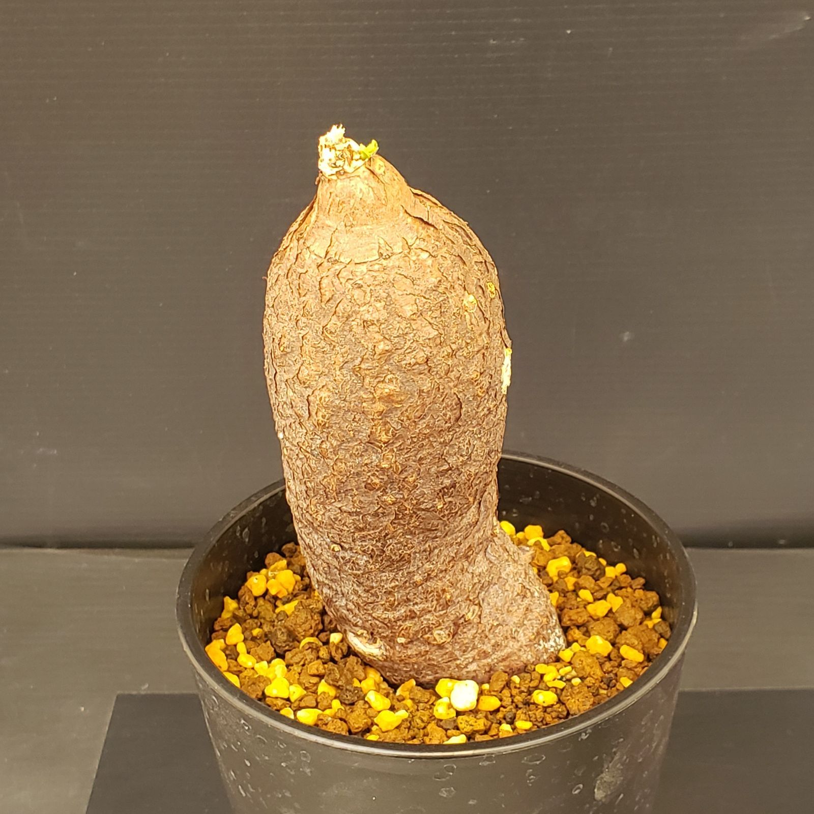 L285【自社養生株】キフォステンマ モンタグナッキー（現地球・発根株